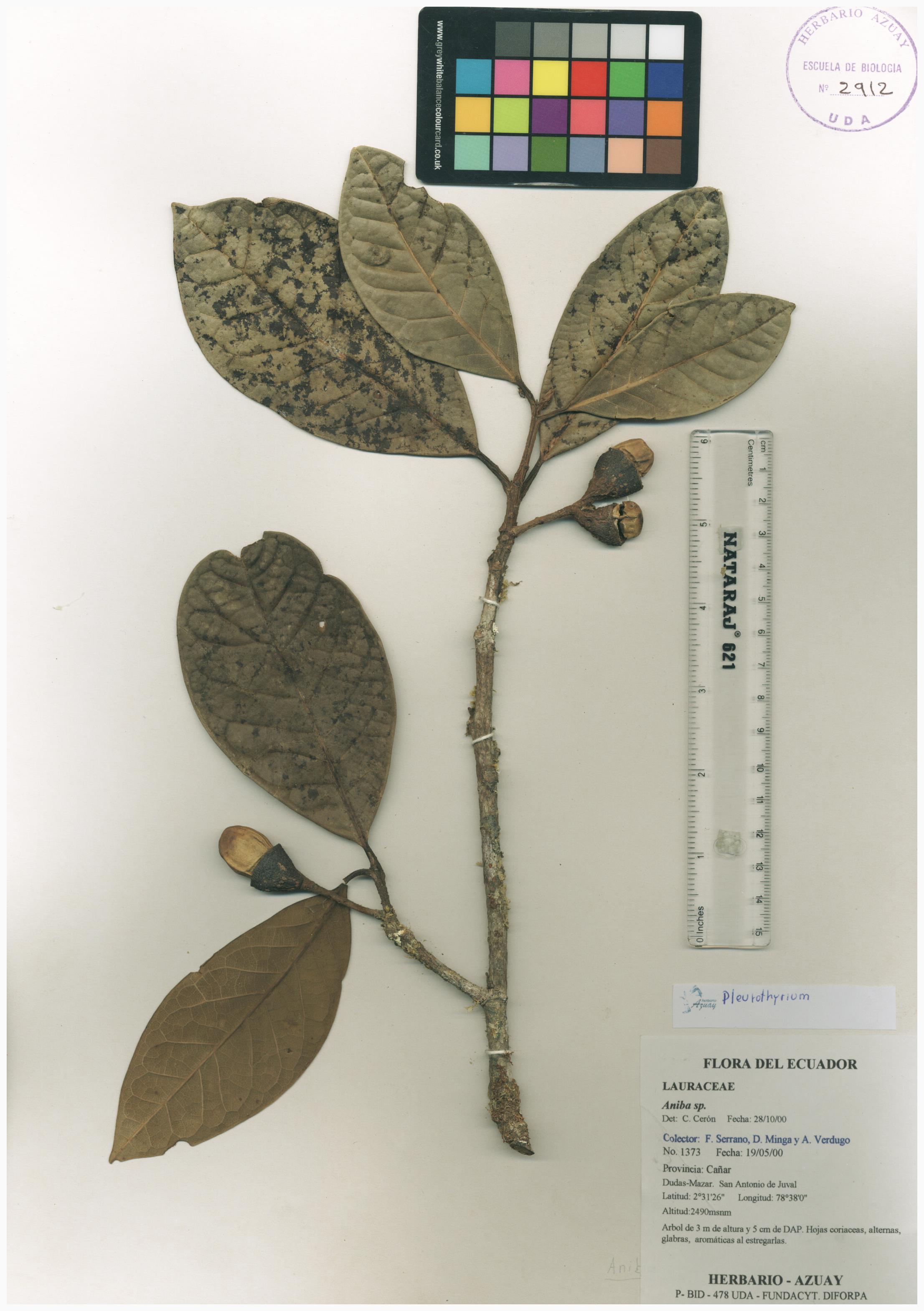 Pleurothyrium sin determinar sin determinar