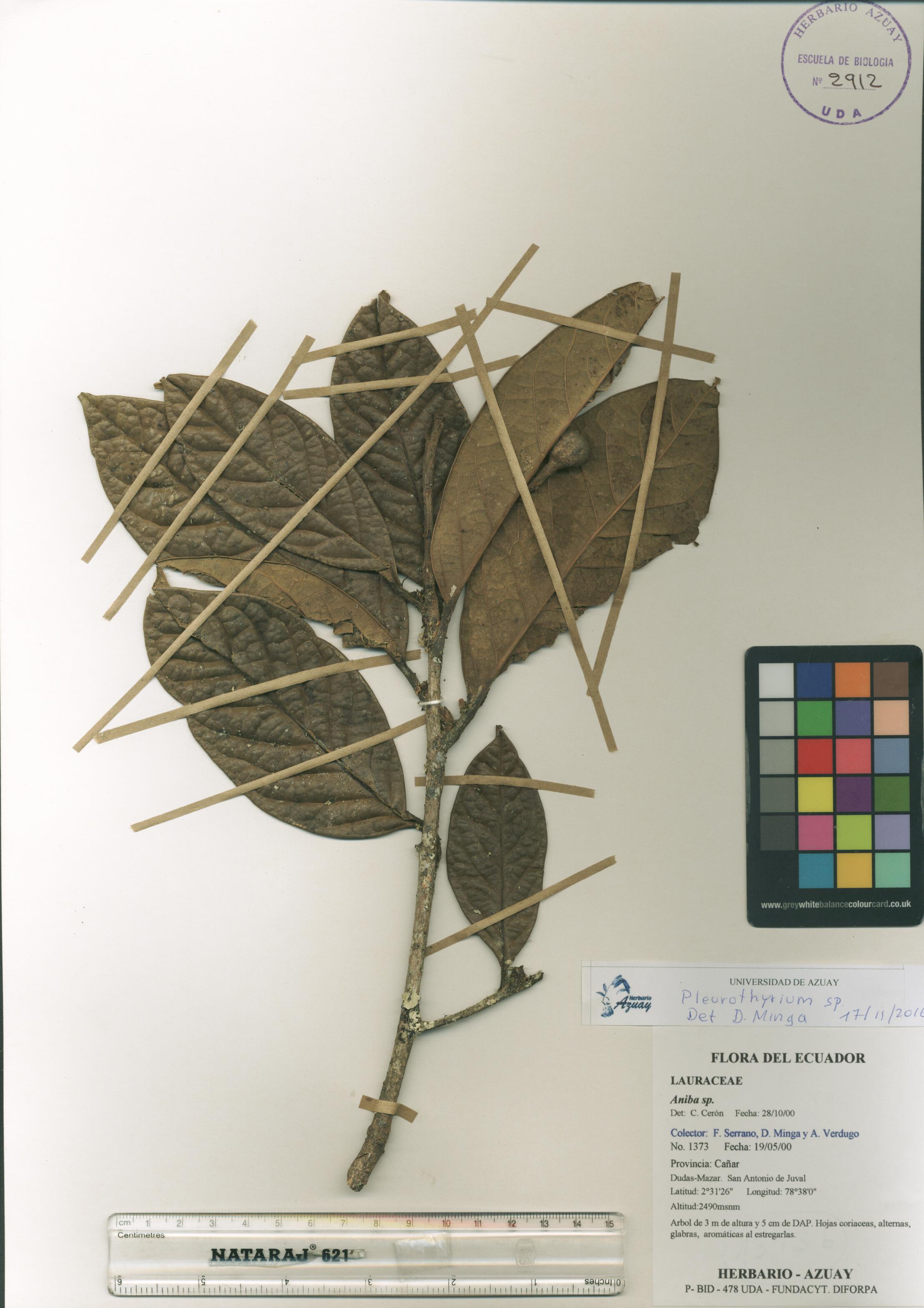 Pleurothyrium sin determinar sin determinar