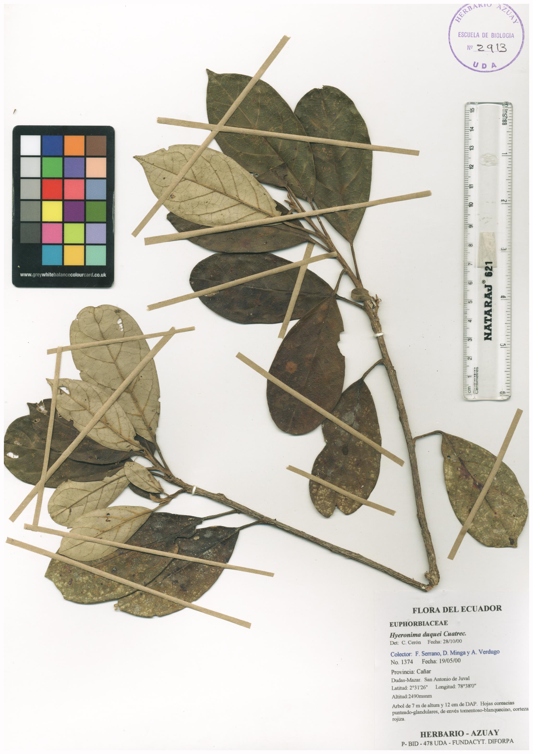 Hieronyma duquei Cuatrec.