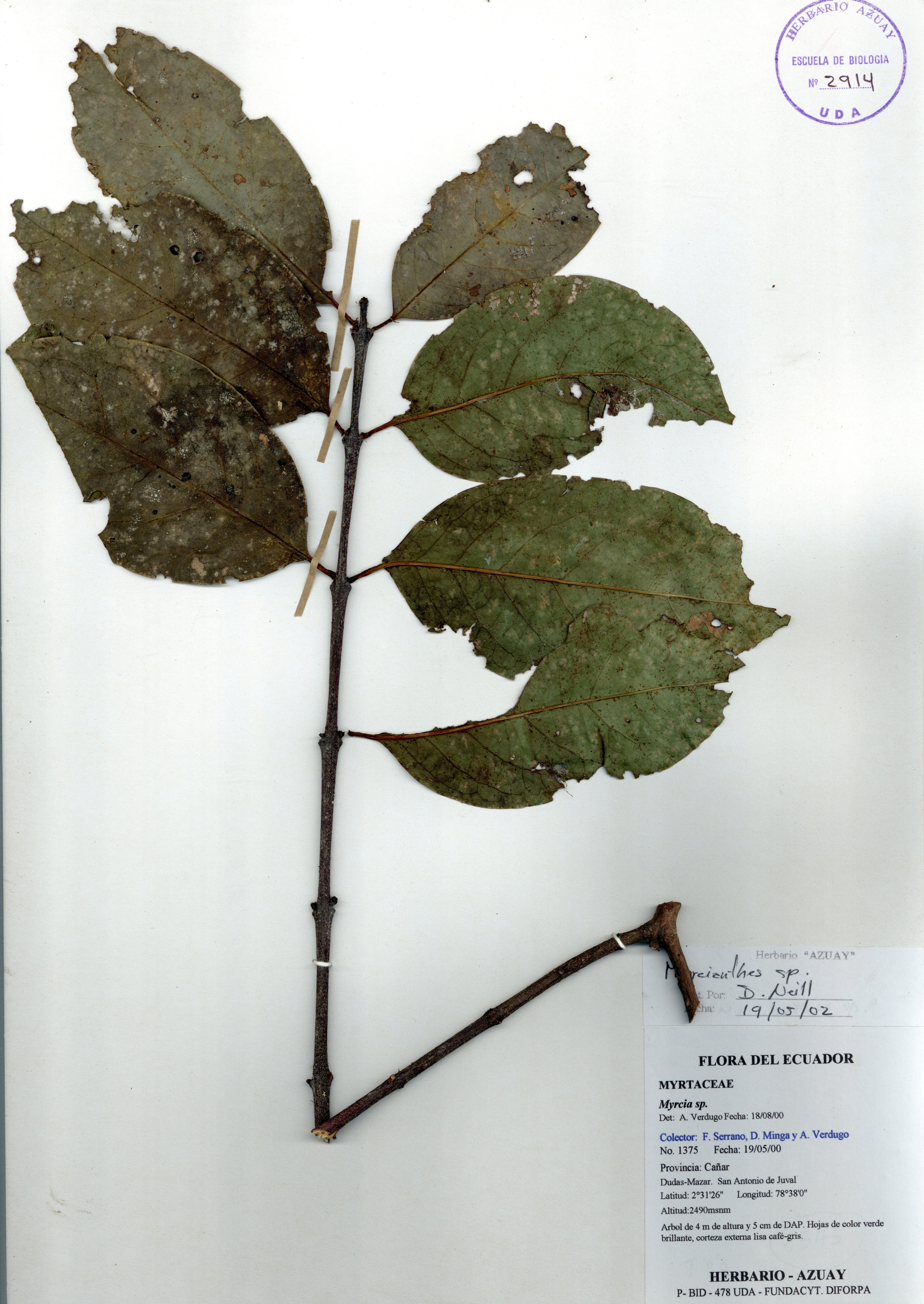 Myrcianthes sp. SIN DETERMINAR