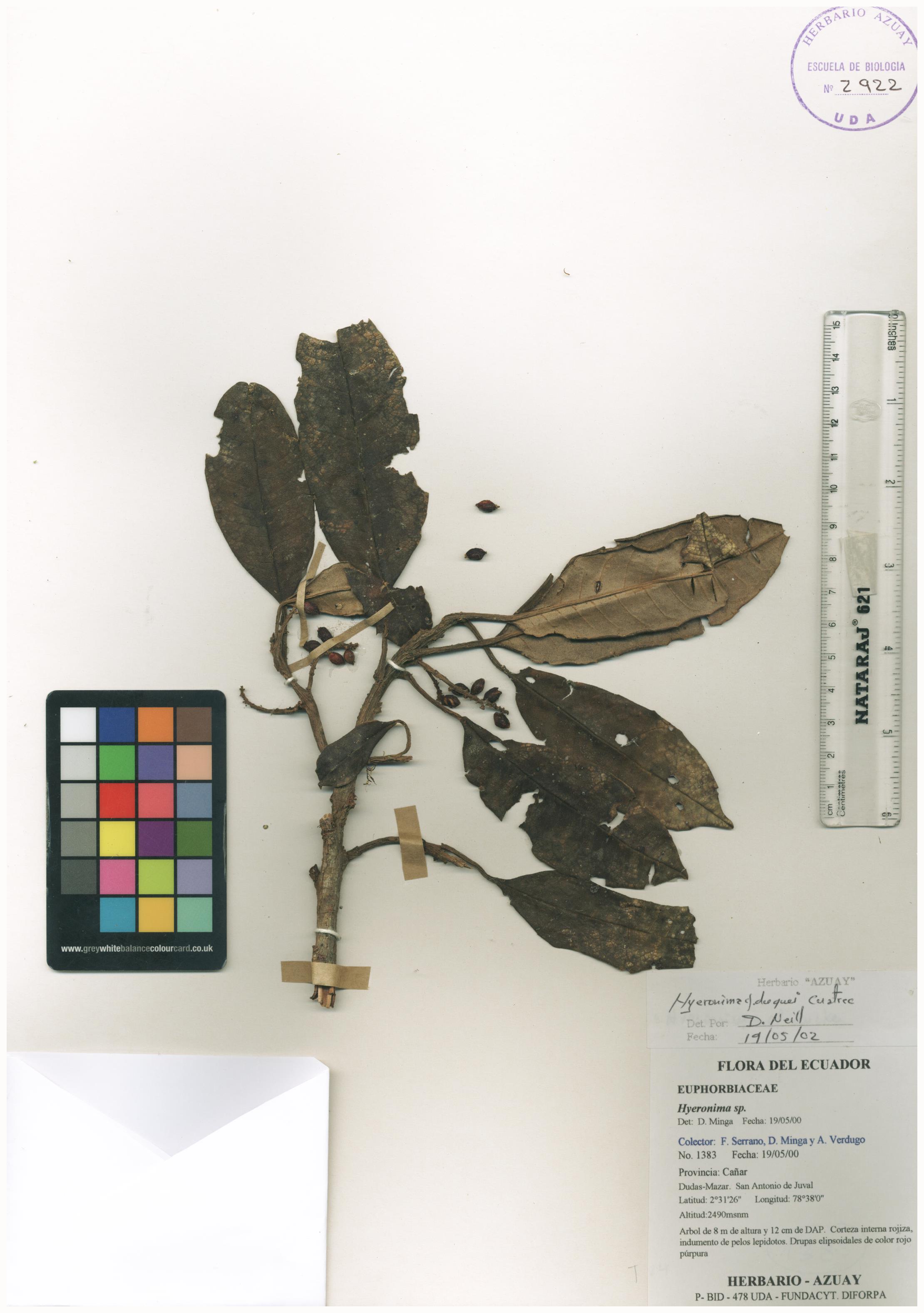 Hieronyma duquei Cuatrec.