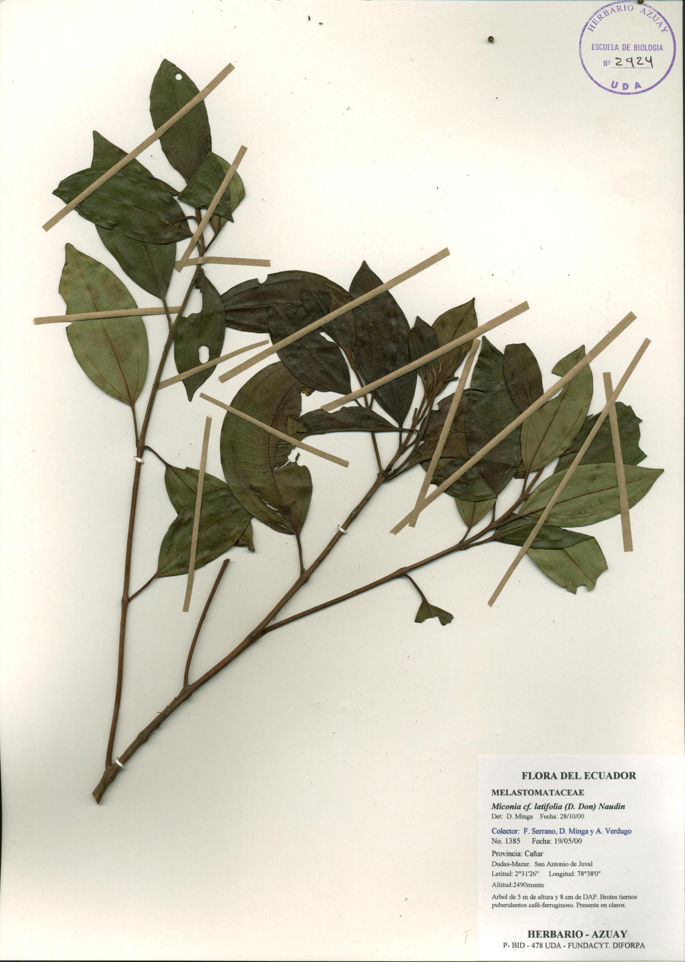 Miconia latifolia (D. Don) Naudin
