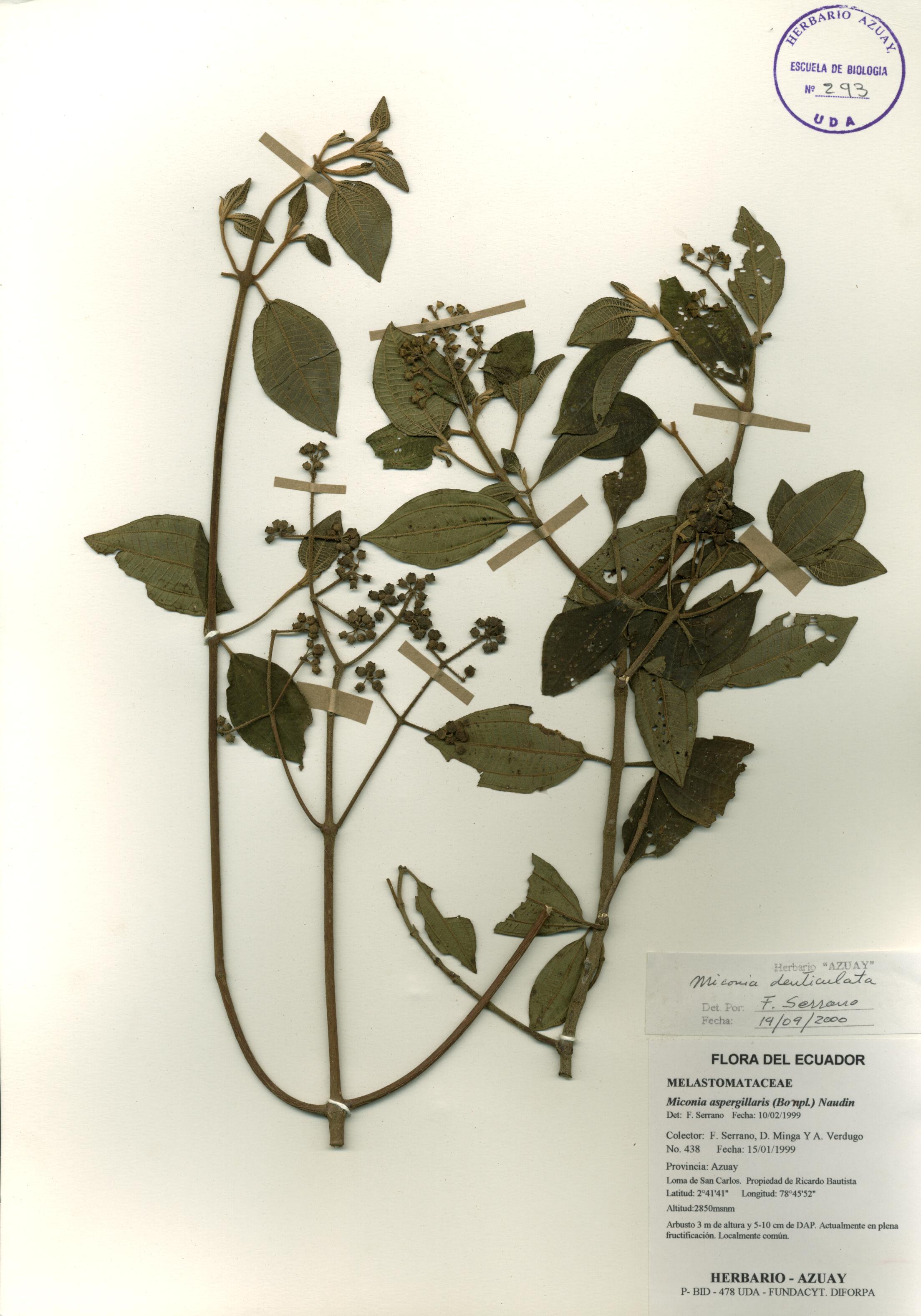 Miconia denticulata Naudin