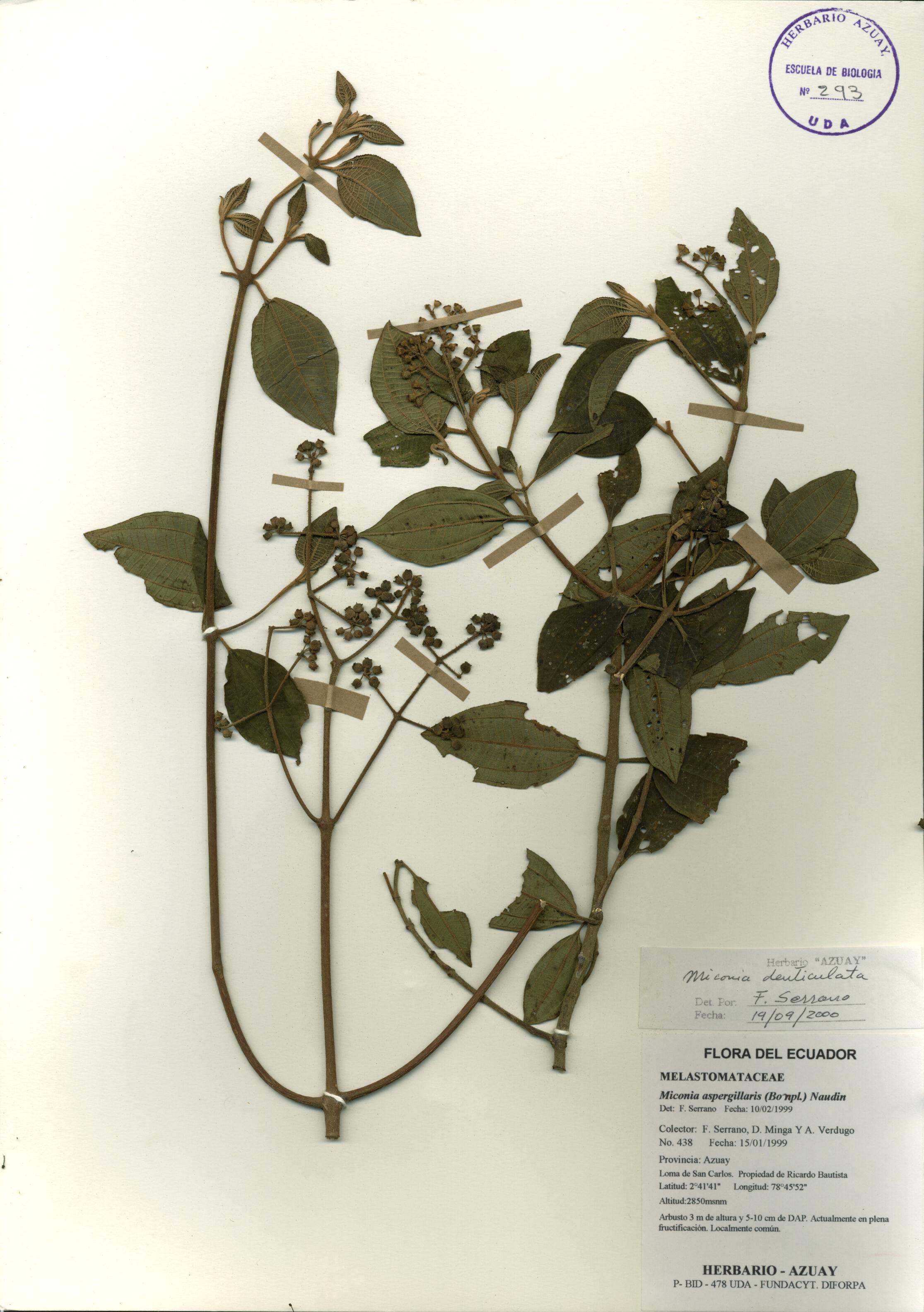 Miconia denticulata Naudin
