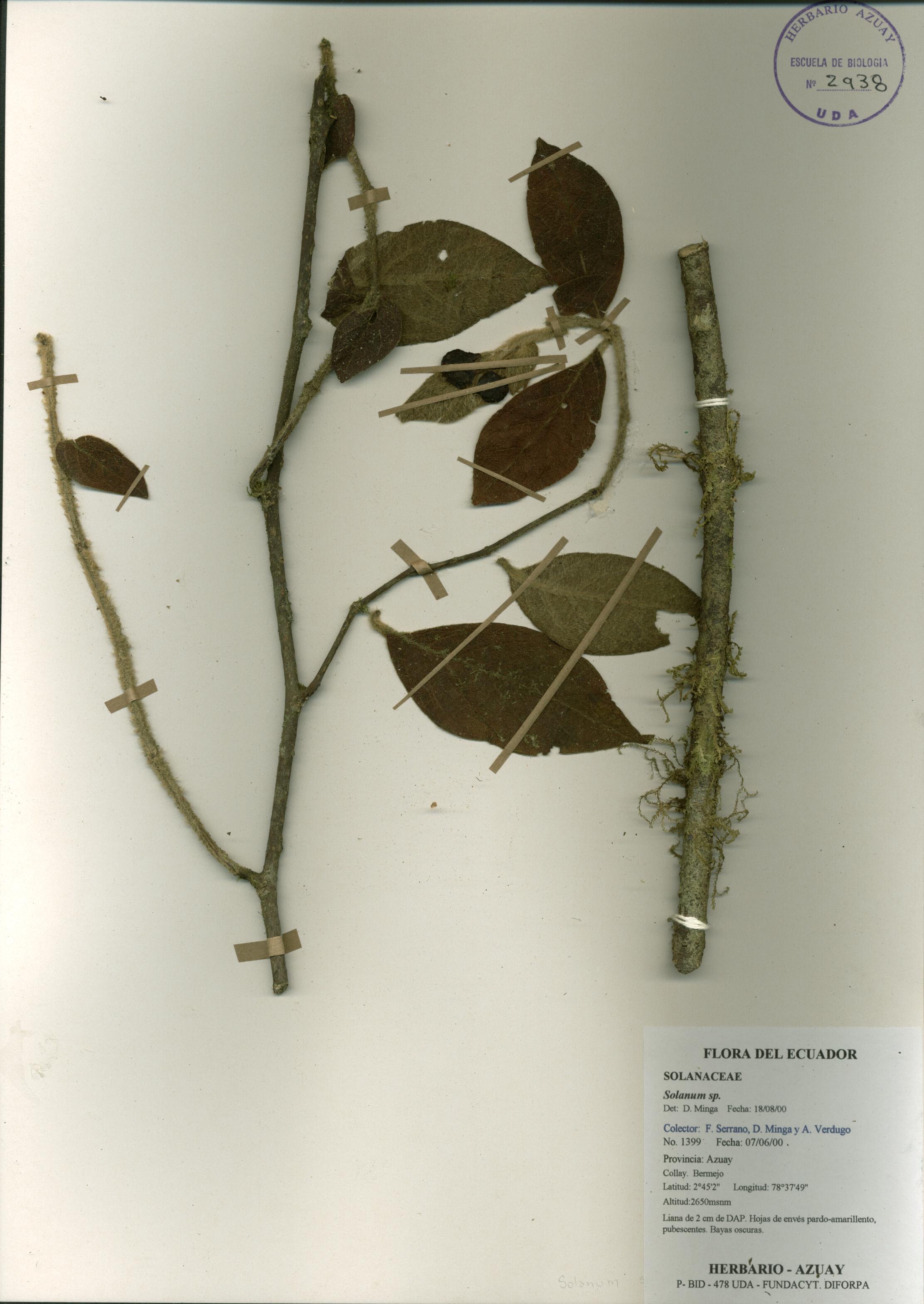 Solanum sp. SIN DETERMINAR