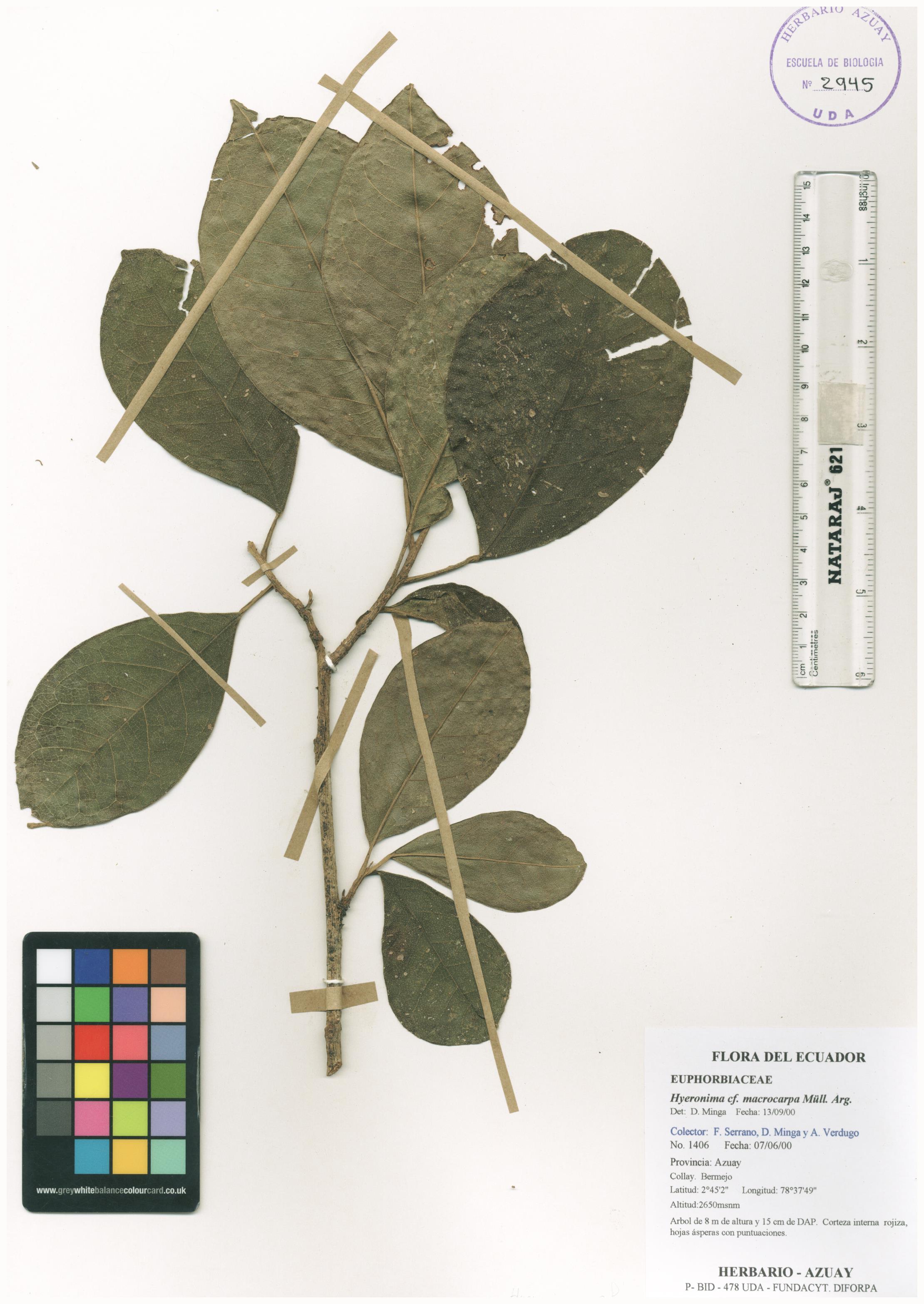 Hieronyma macrocarpa Müll. Arg.