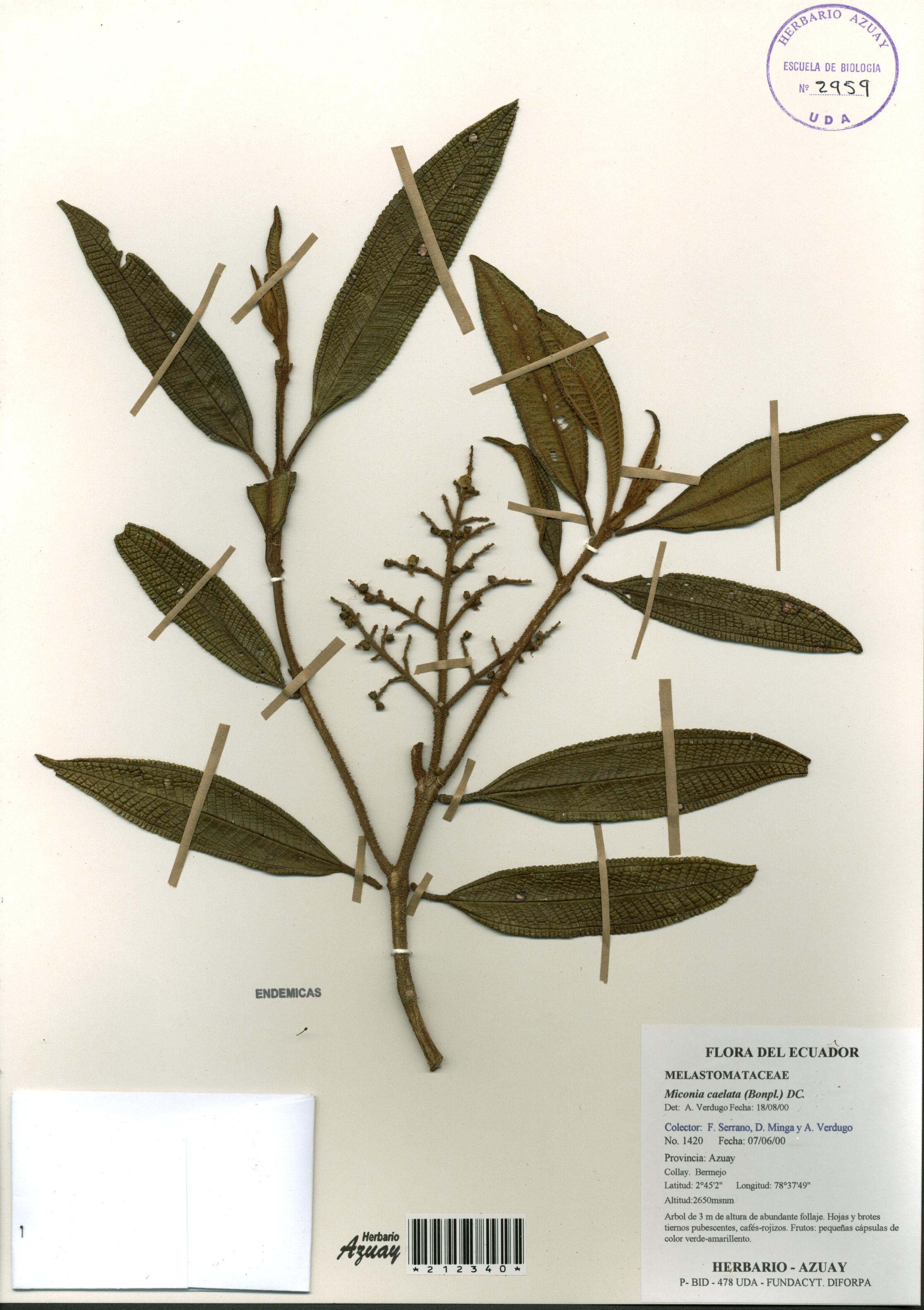 Miconia caelata (Bonpl.) DC.