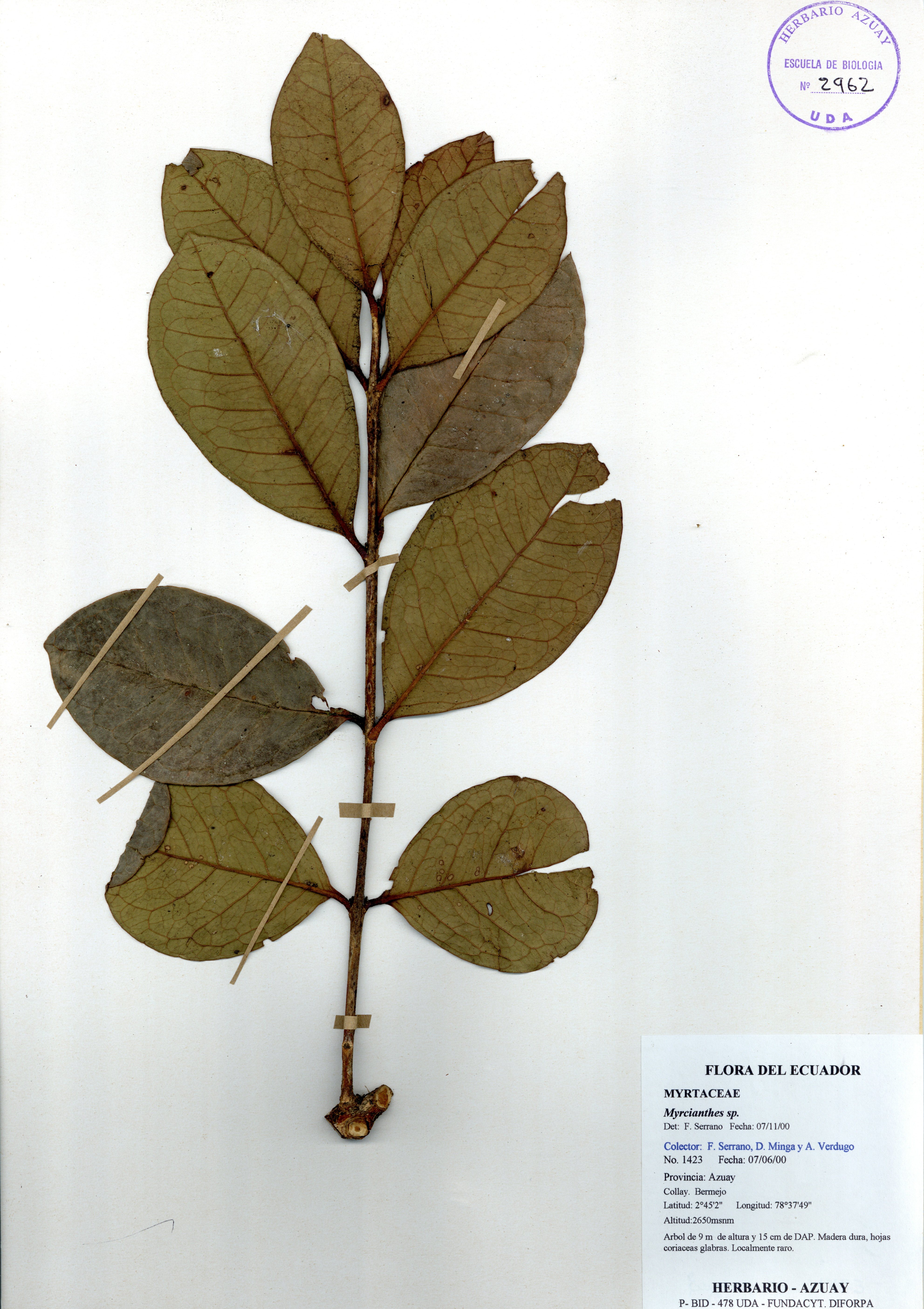 Myrcianthes sp. SIN DETERMINAR