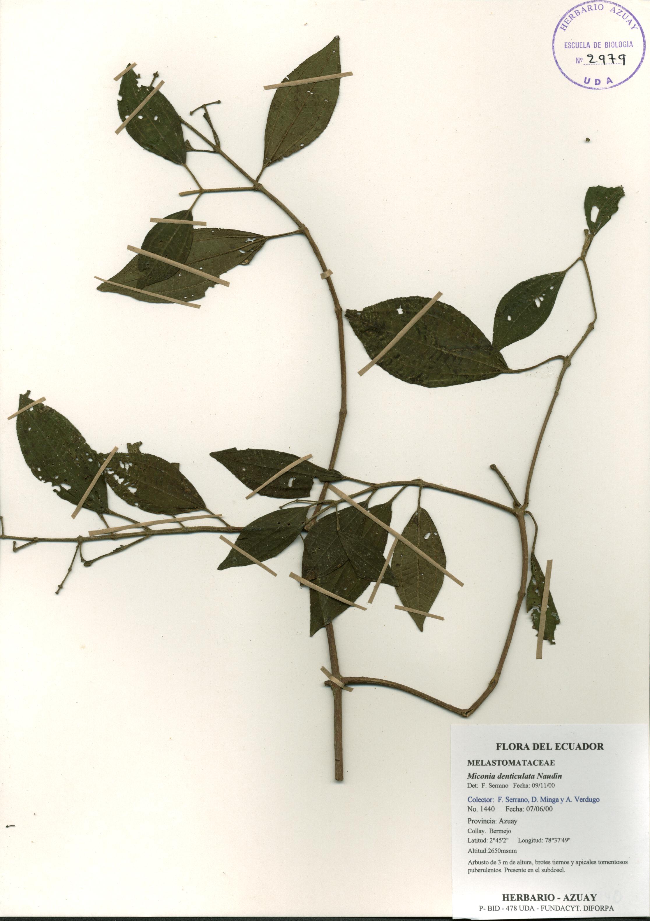 Miconia denticulata Naudin