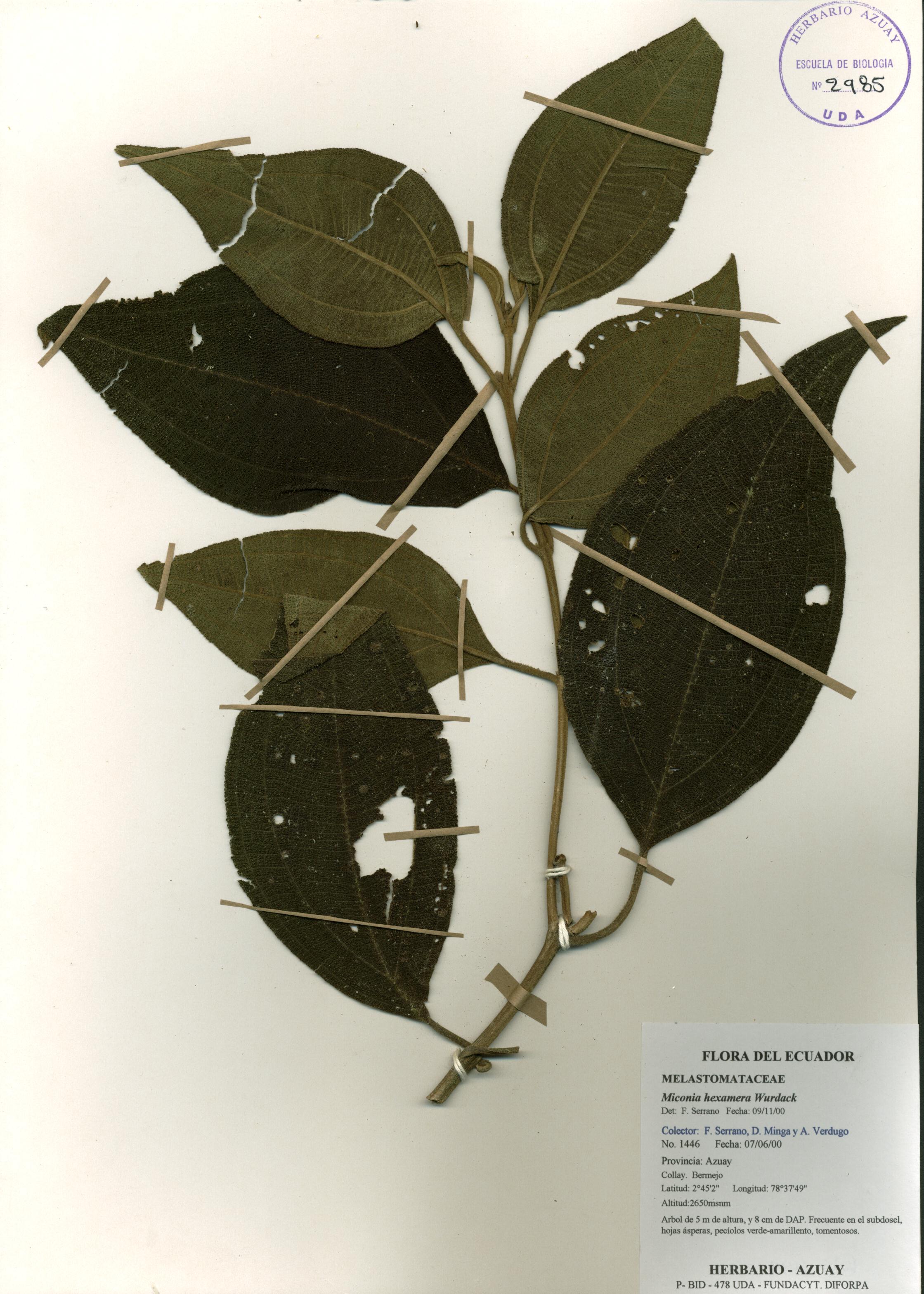Miconia hexamera Wurdack