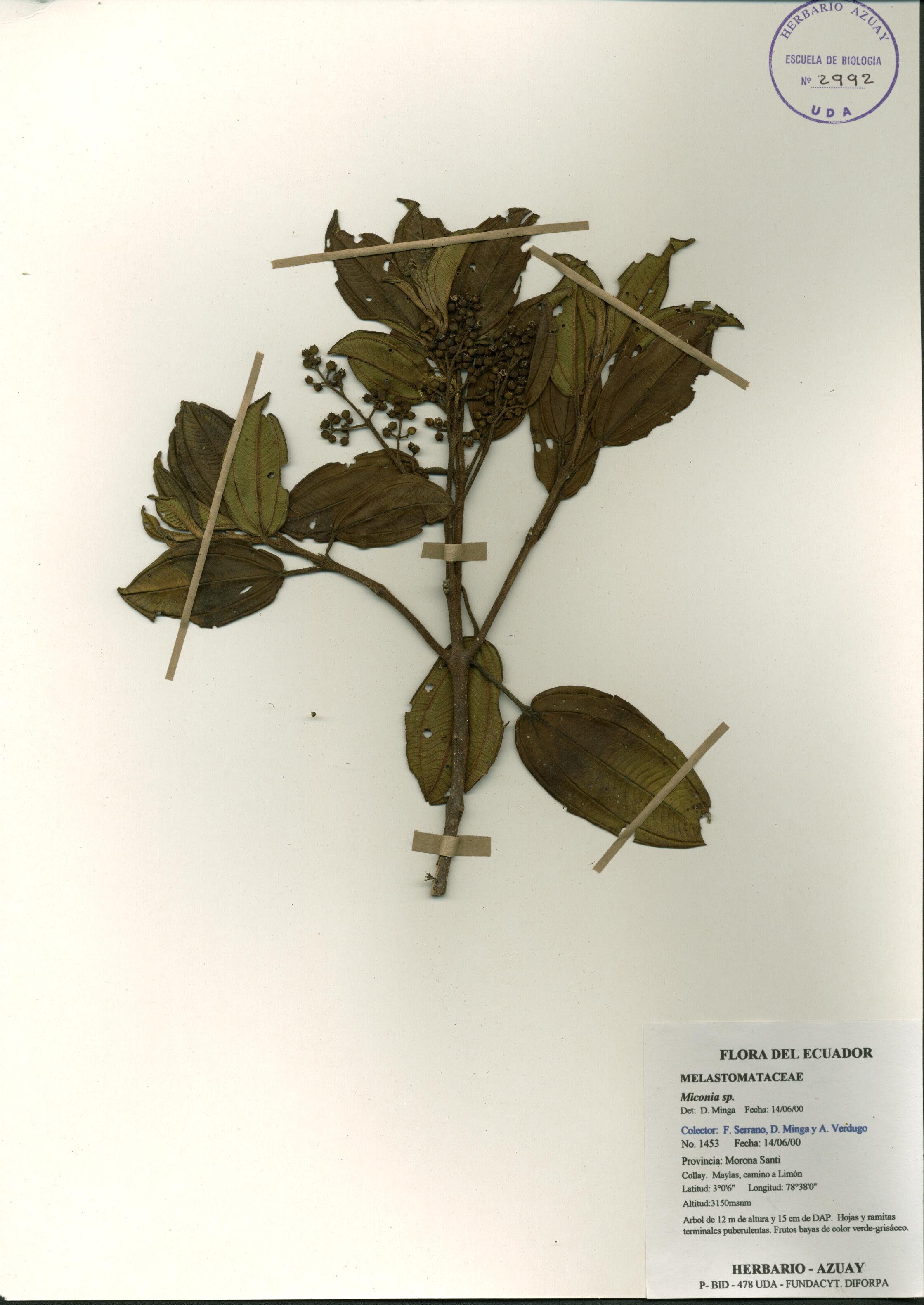 Miconia sp. SIN DETERMINAR