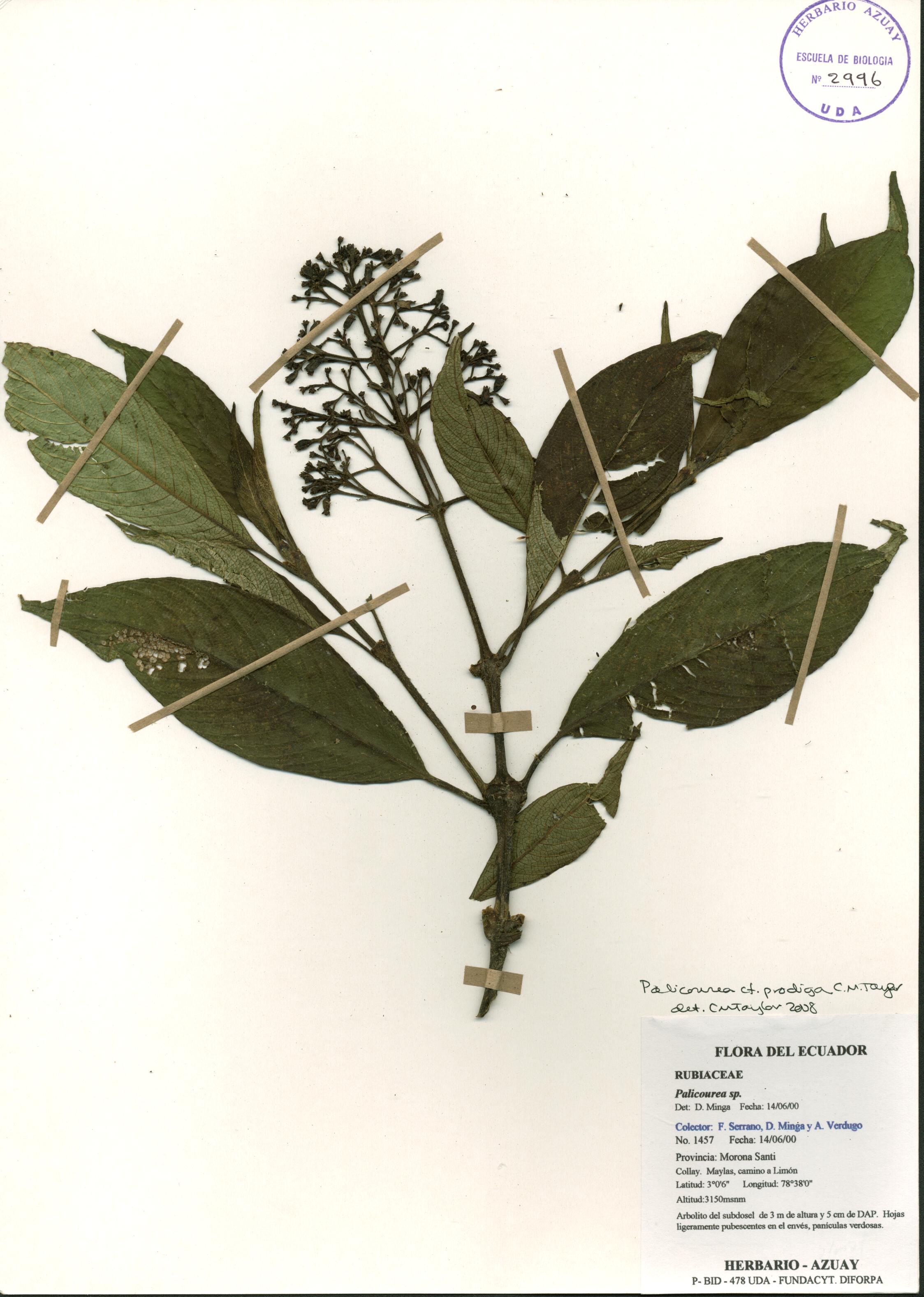 Palicourea prodiga Standl. ex C.M. Taylor