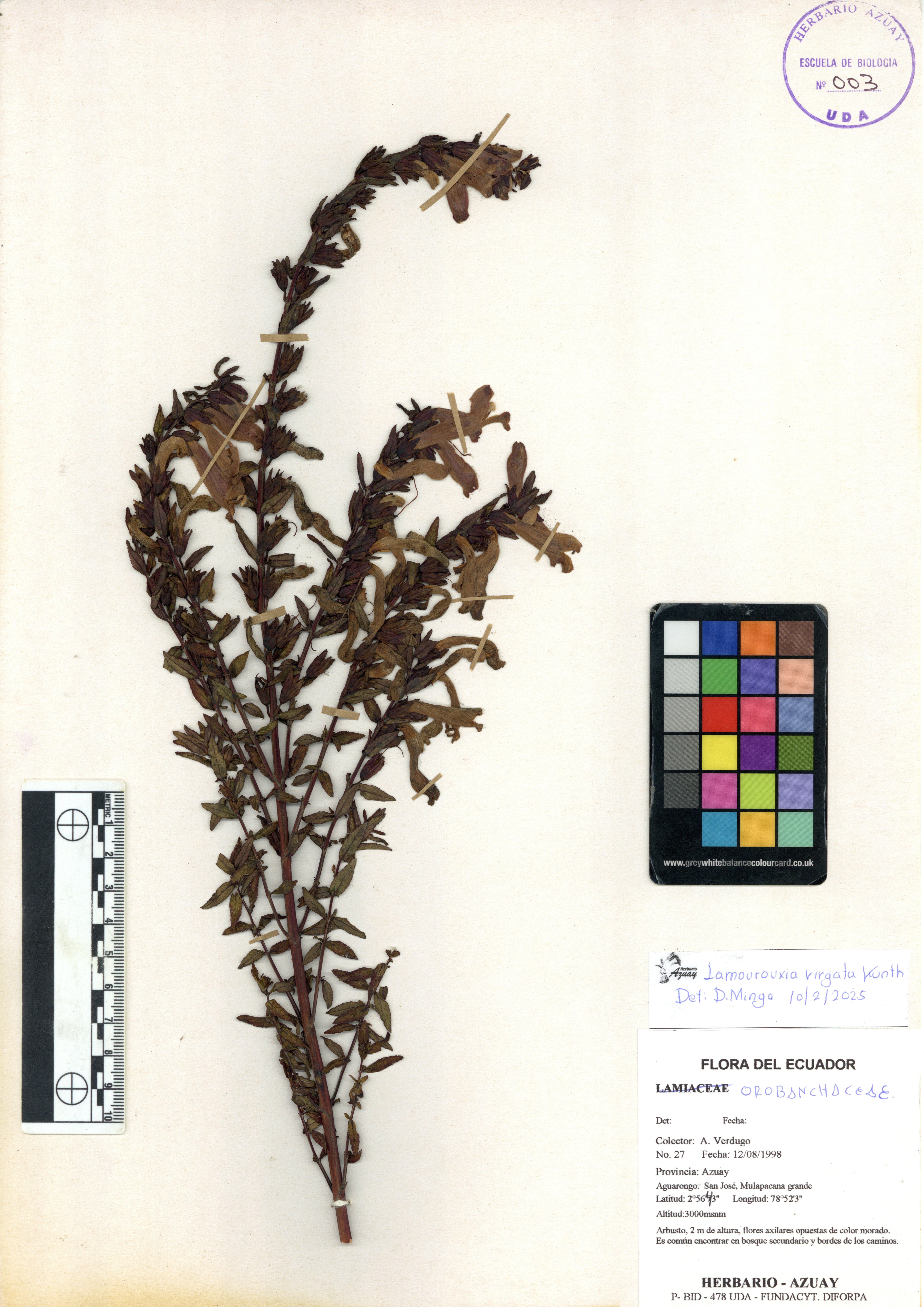 Lamourouxia virgata Kunth