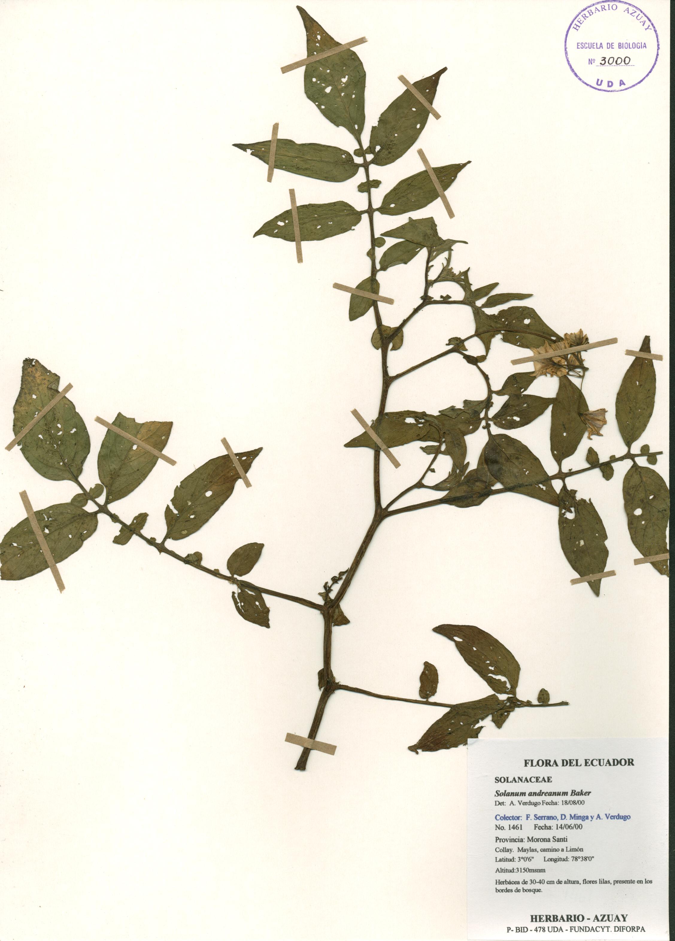 Solanum andreanum Baker