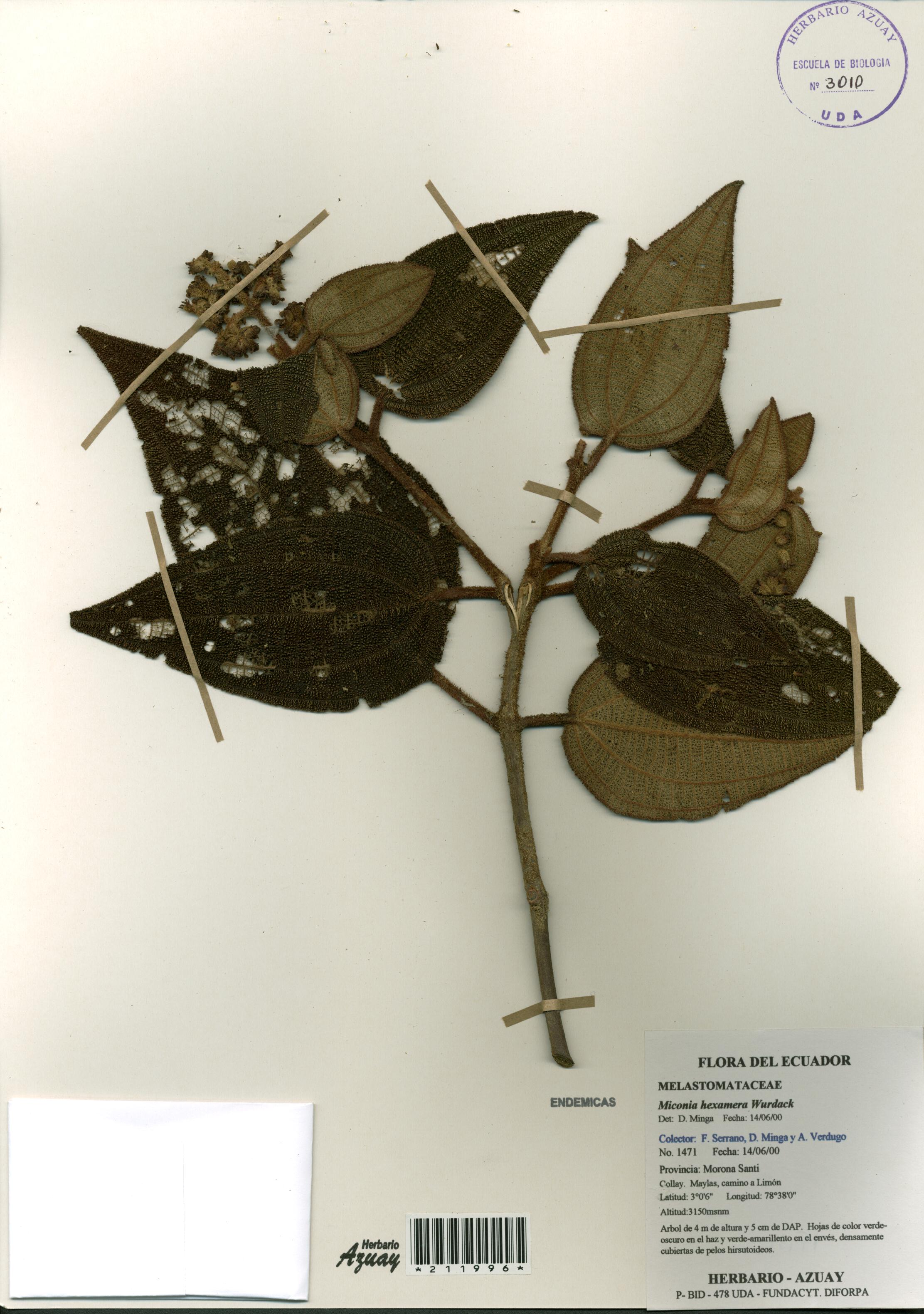 Miconia hexamera Wurdack