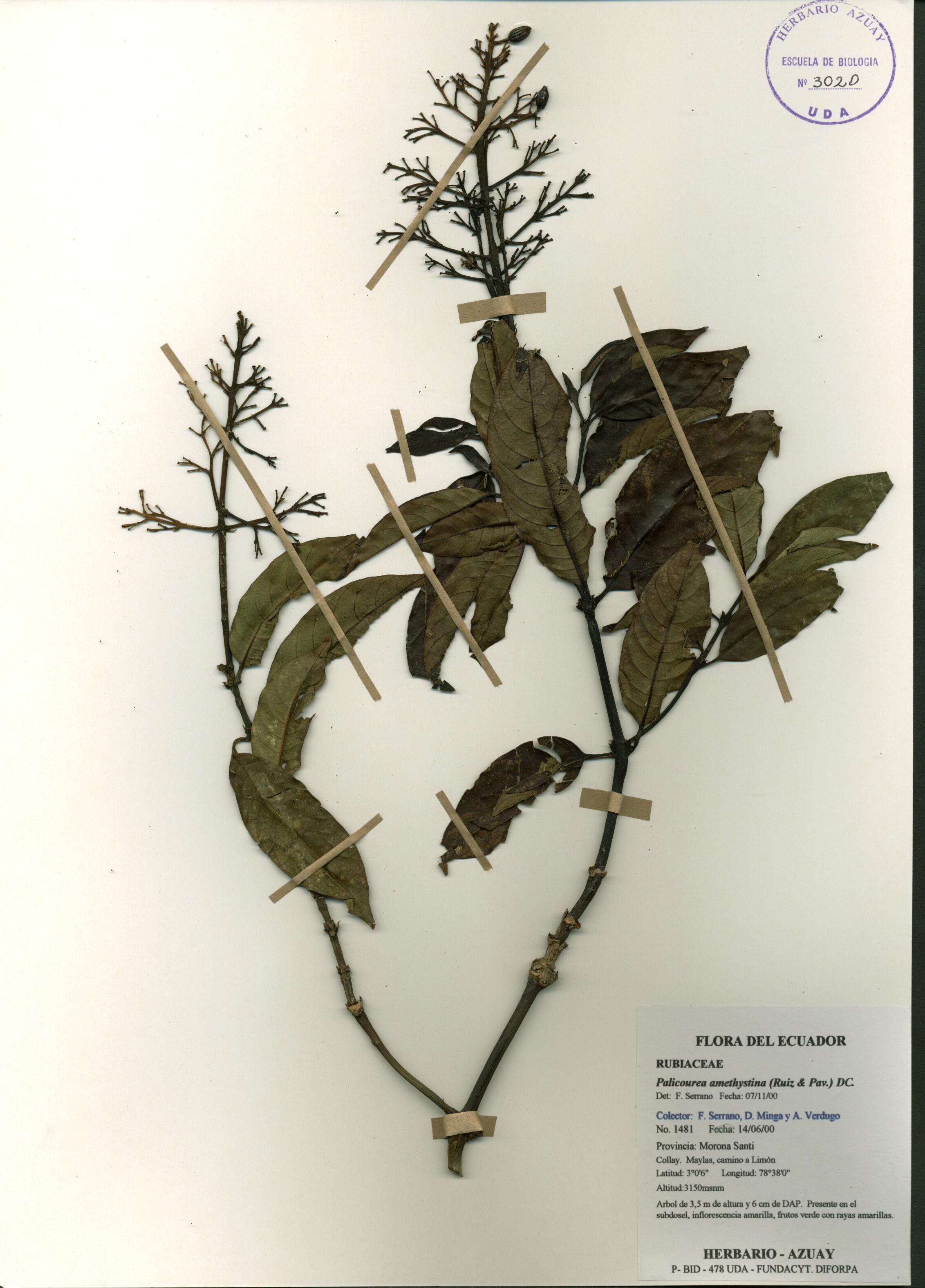 Palicourea amethystina (Ruiz & Pav.) DC.