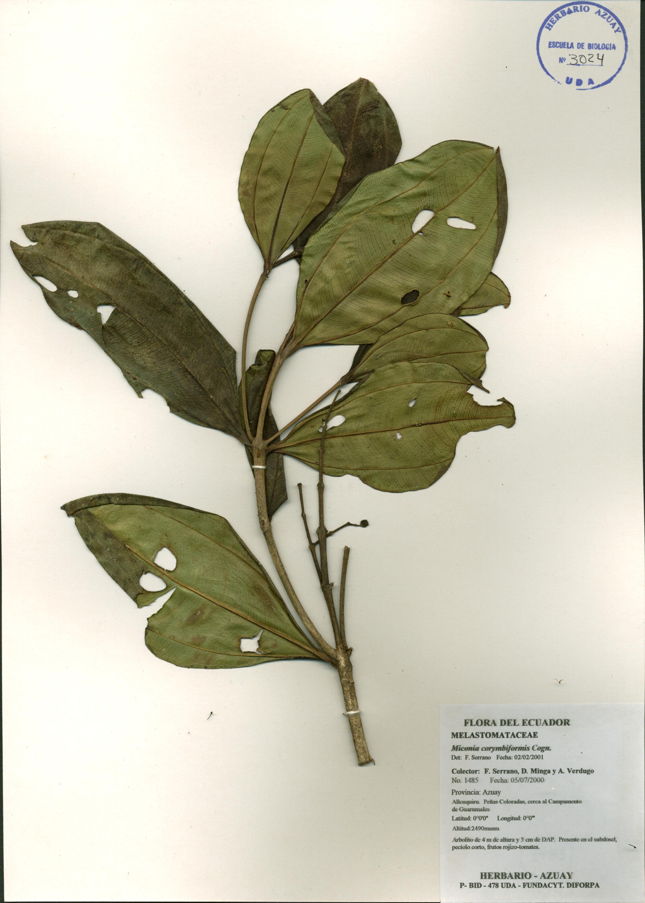 Miconia corymbiformis Cogn.