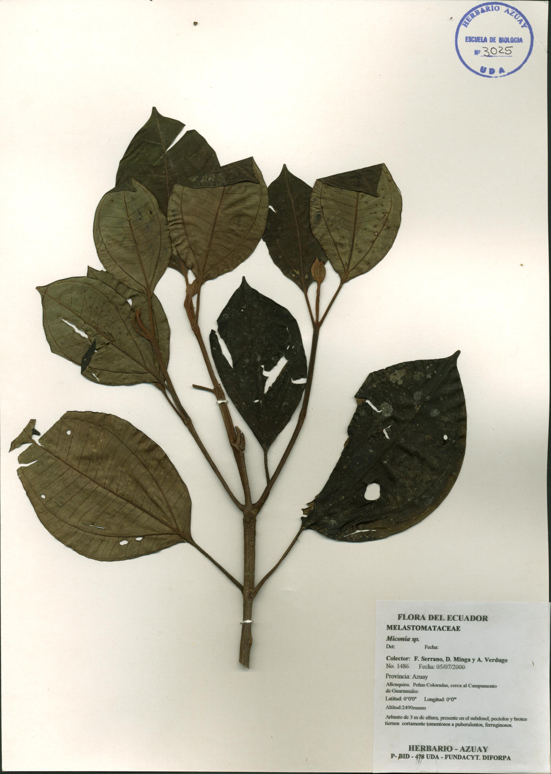 Miconia sp. SIN DETERMINAR