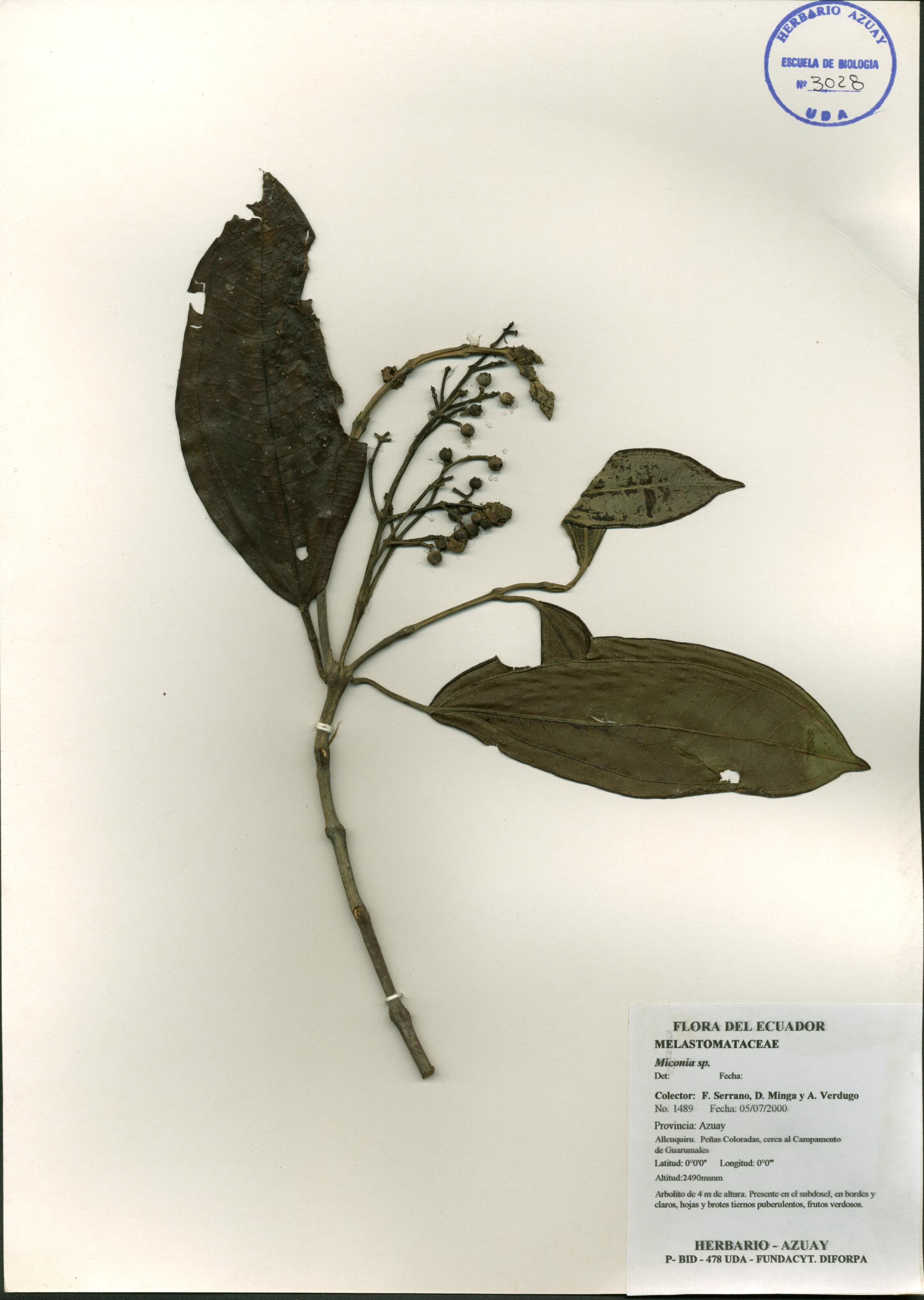 Miconia sp. SIN DETERMINAR