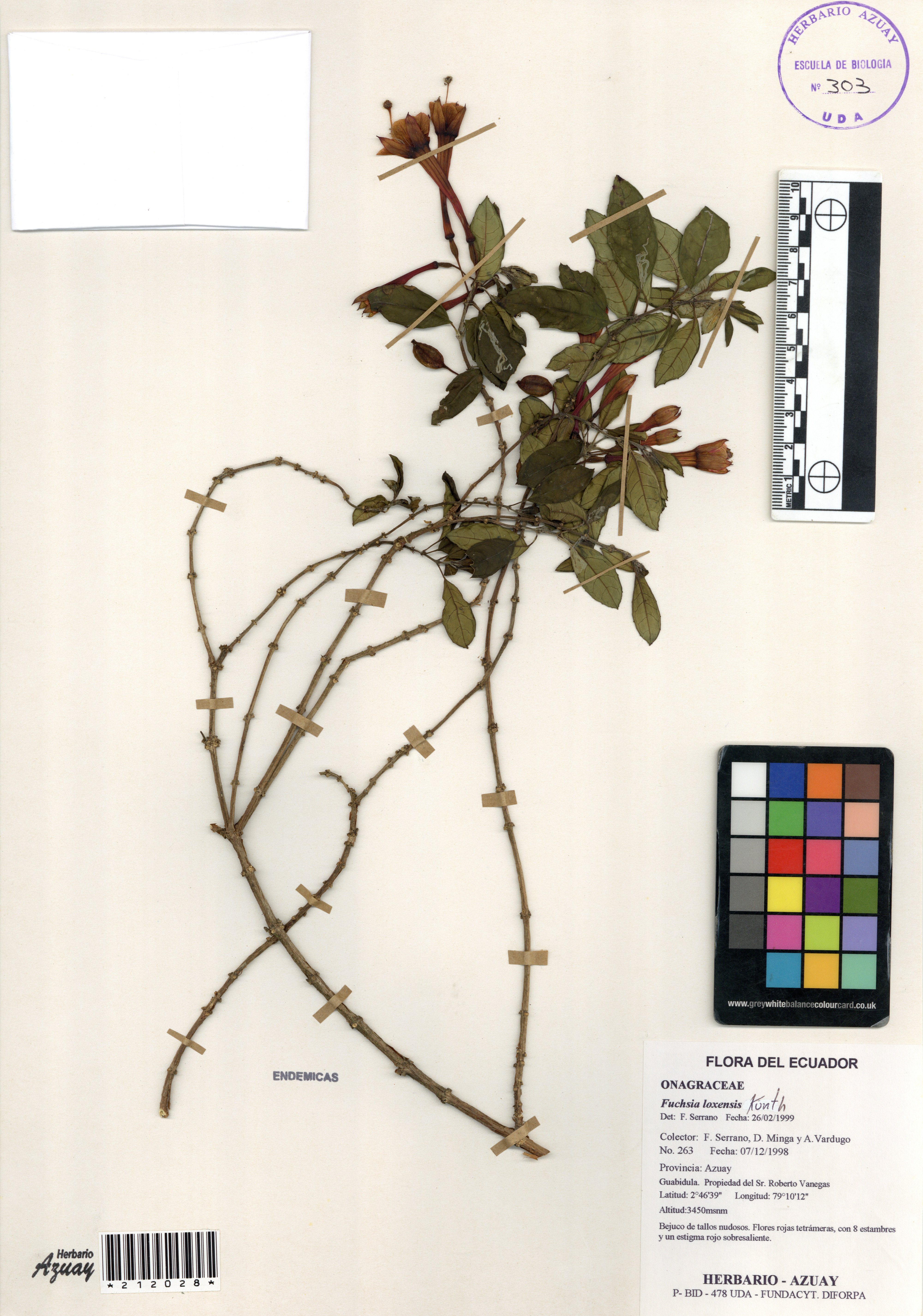 Fuchsia loxensis Kunth