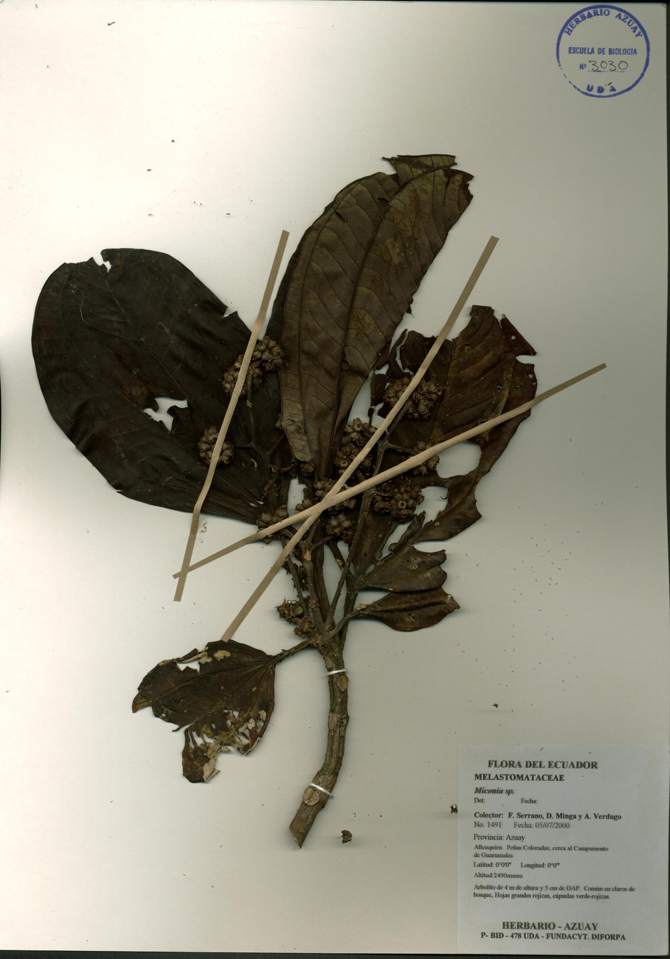 Miconia sp. SIN DETERMINAR
