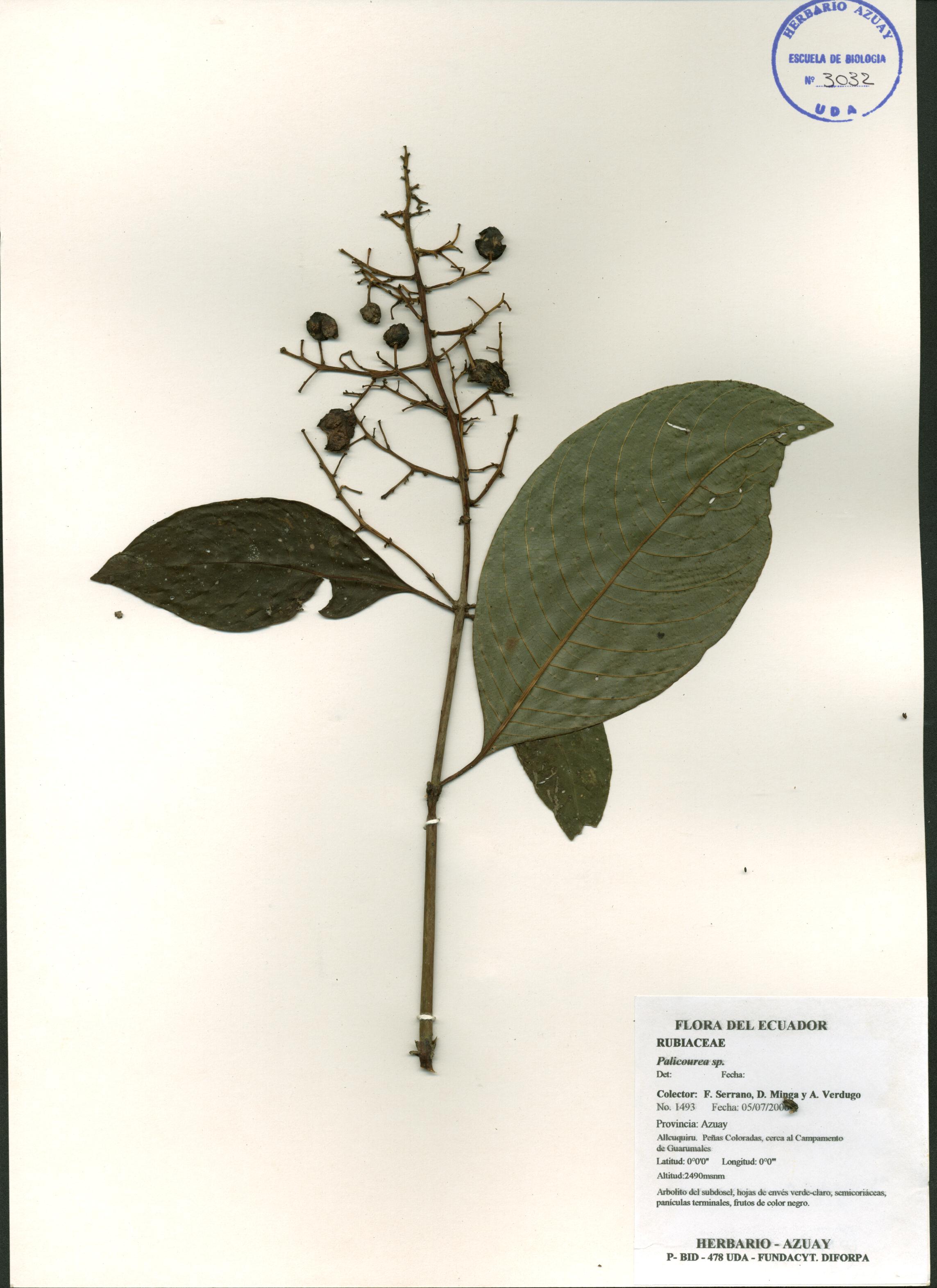 Palicourea sp. SIN DETERMINAR