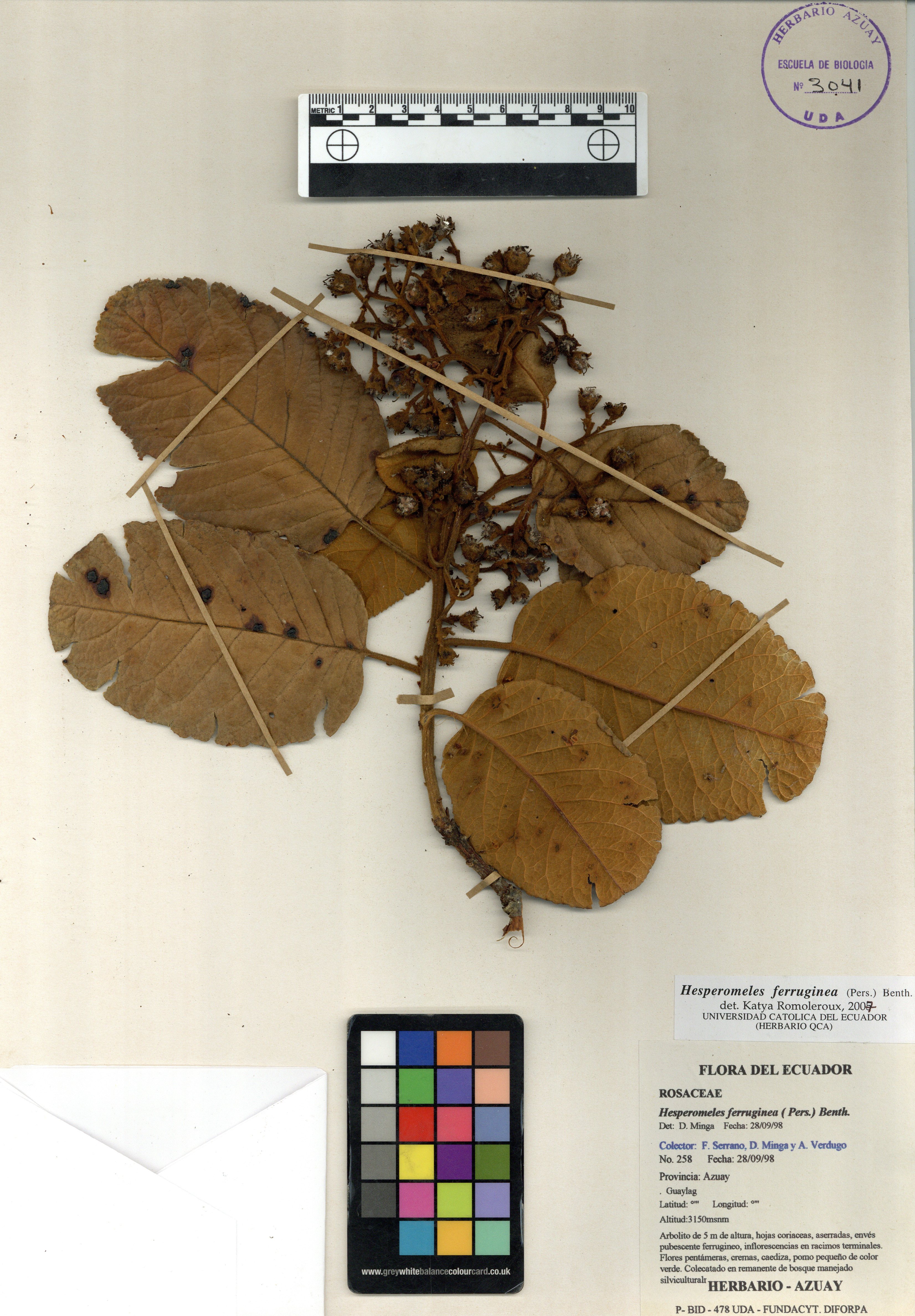 Hesperomeles ferruginea ( Pers.) Benth.