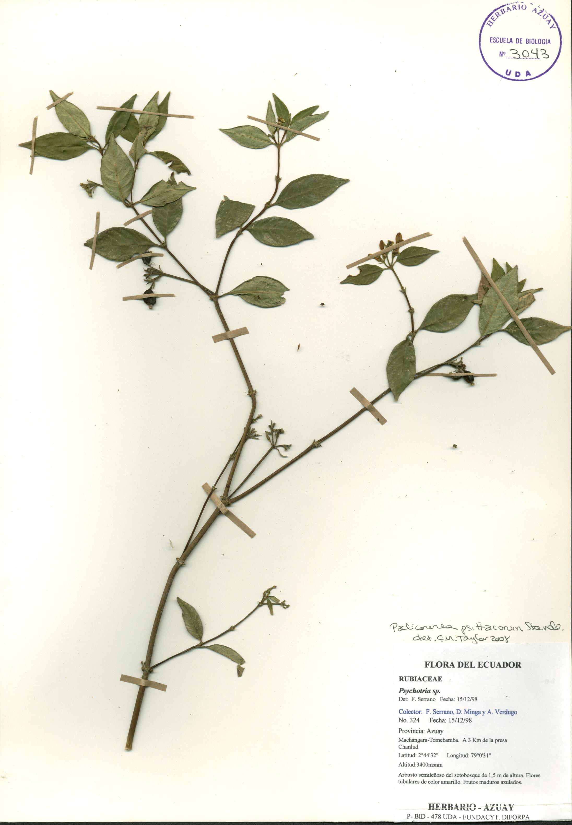 Palicourea psittacorum Standl.