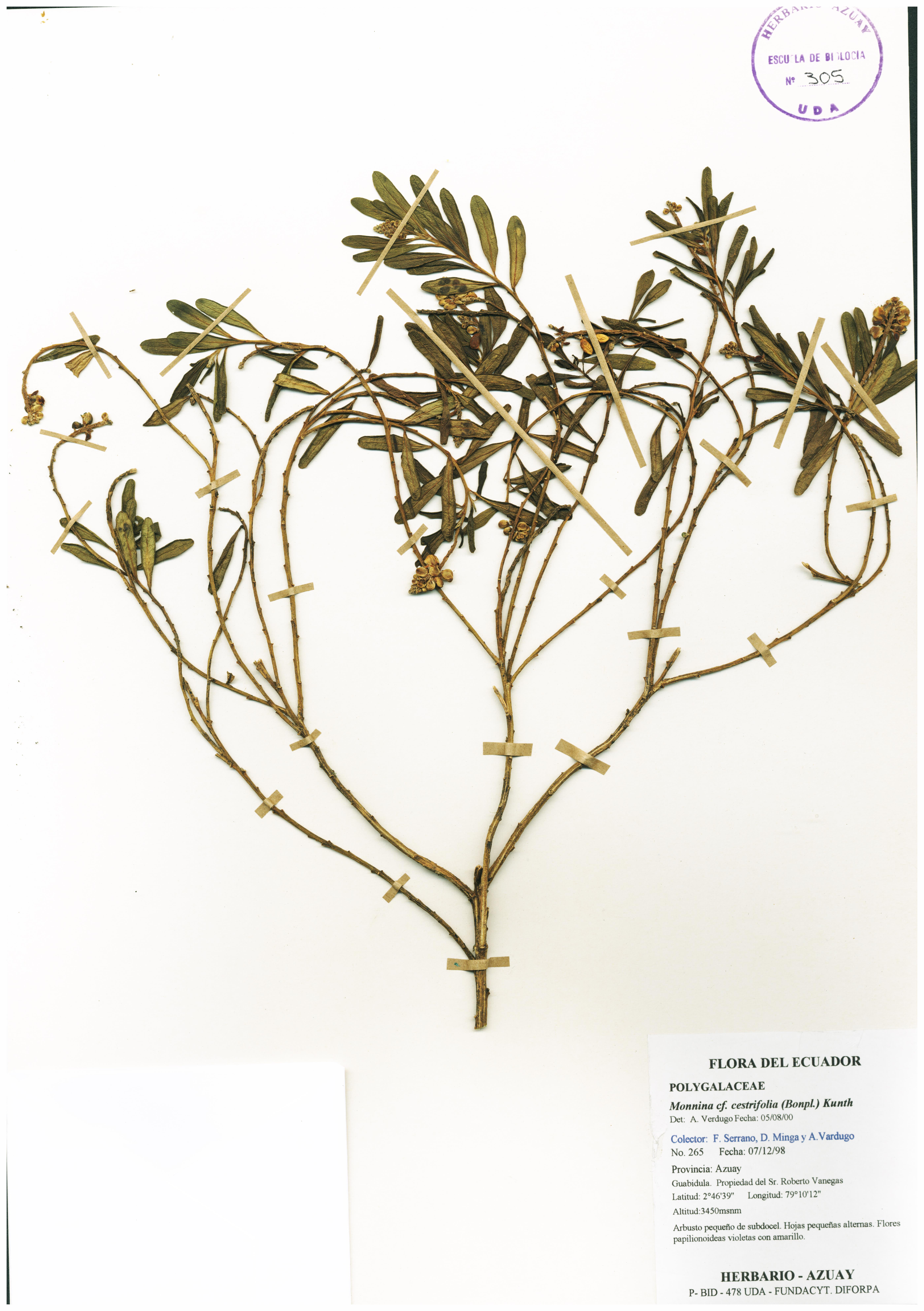 Monnina cestrifolia (Bonpl.) Kunth