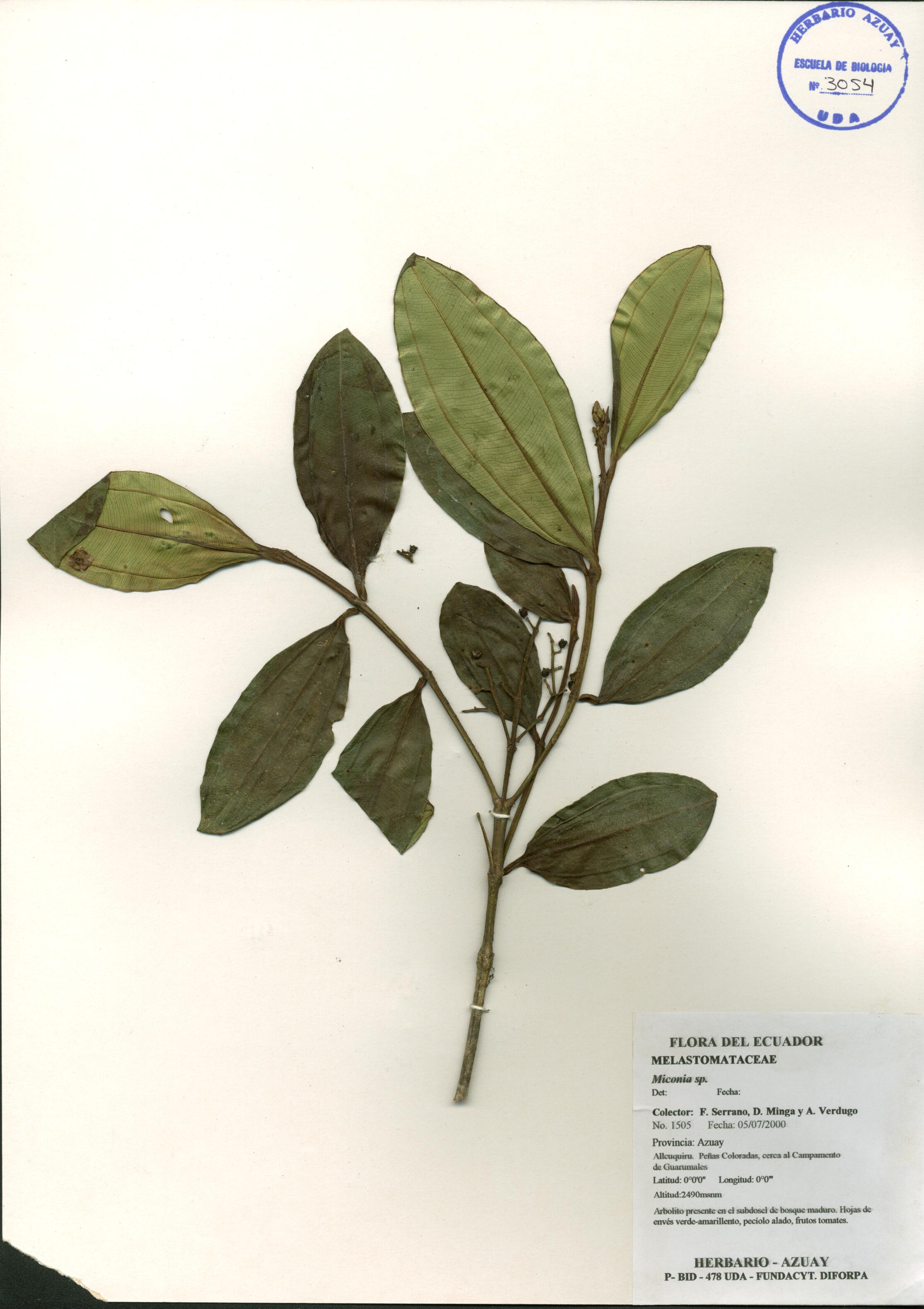 Miconia sp. SIN DETERMINAR