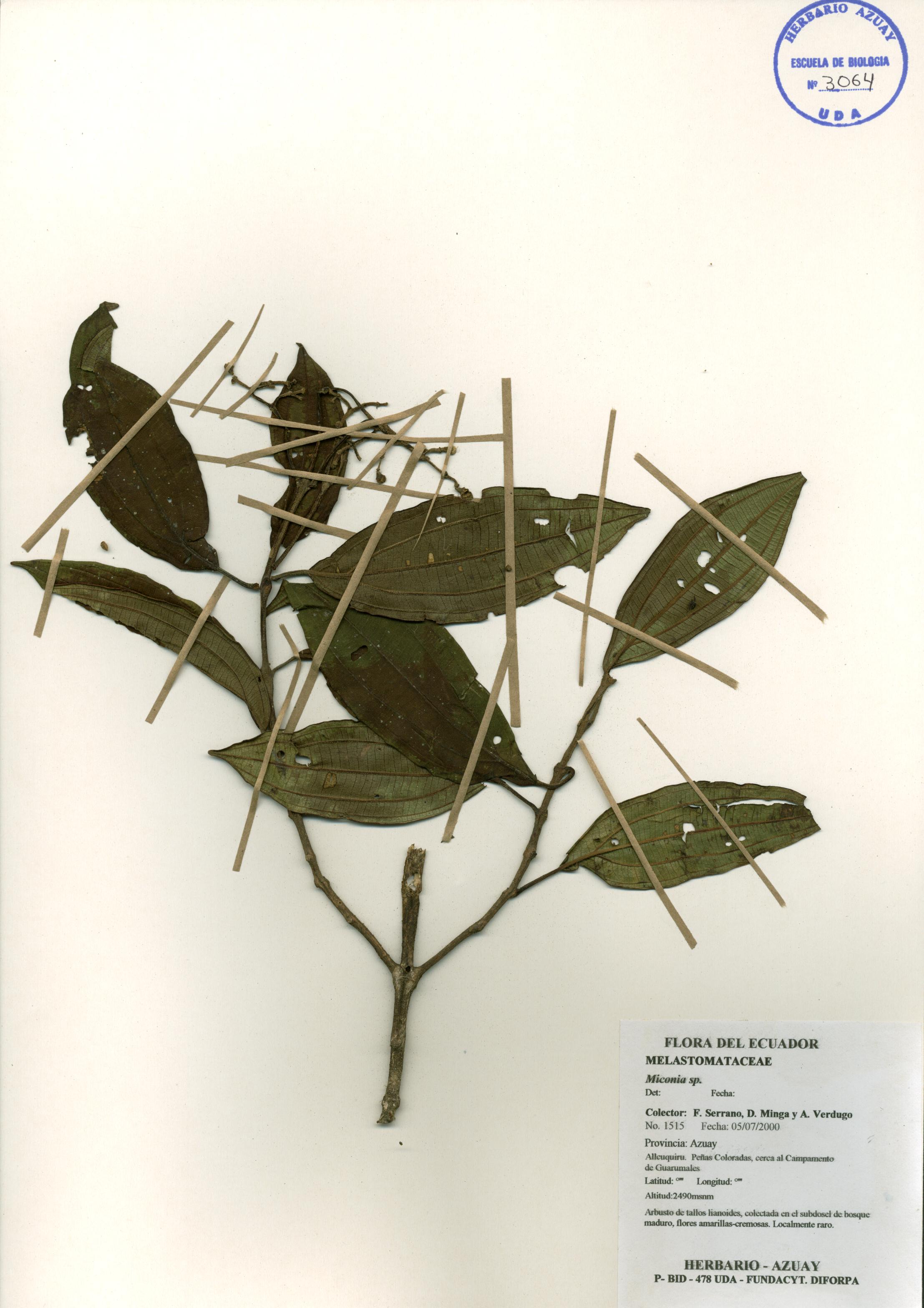 Miconia sp. SIN DETERMINAR