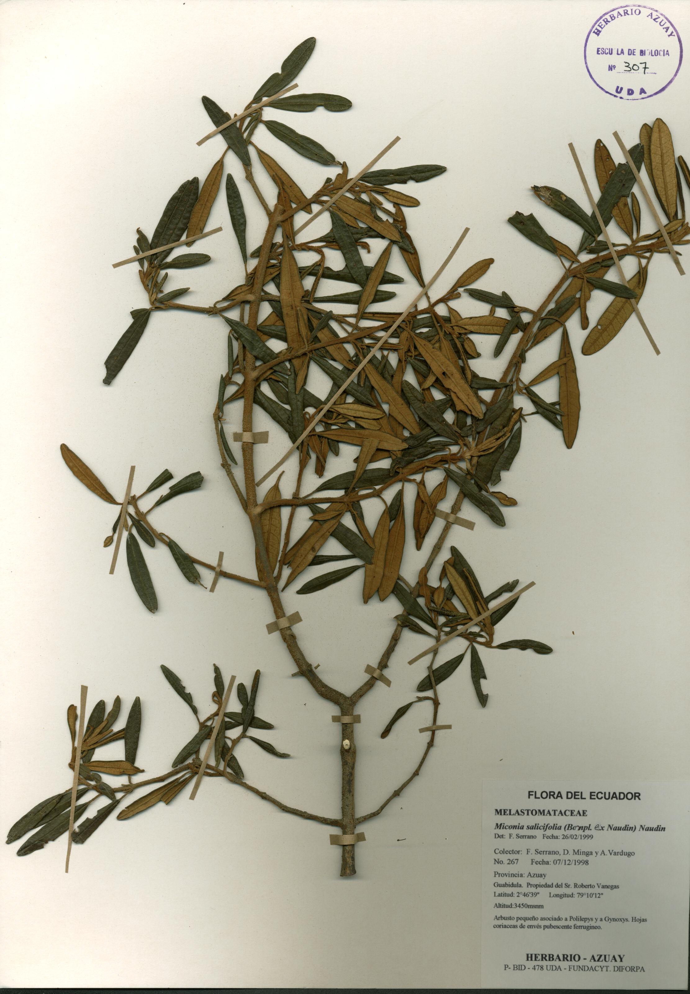 Miconia salicifolia (Bonpl. ex Naudin) Naudin