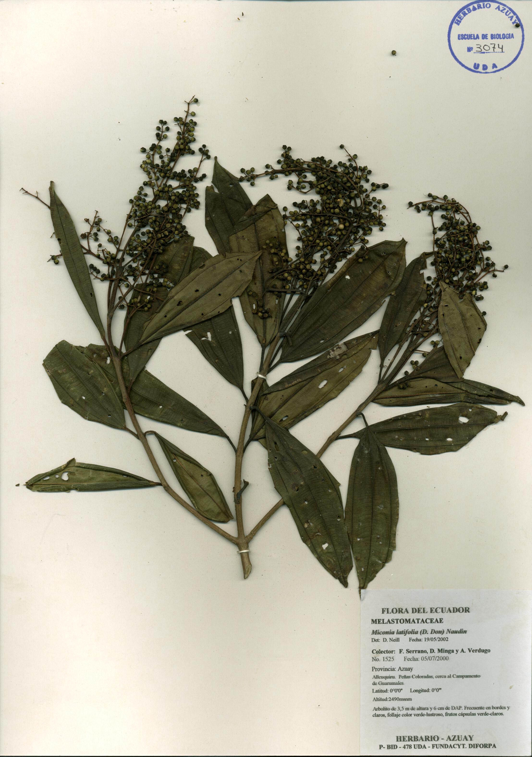 Miconia latifolia (D. Don) Naudin