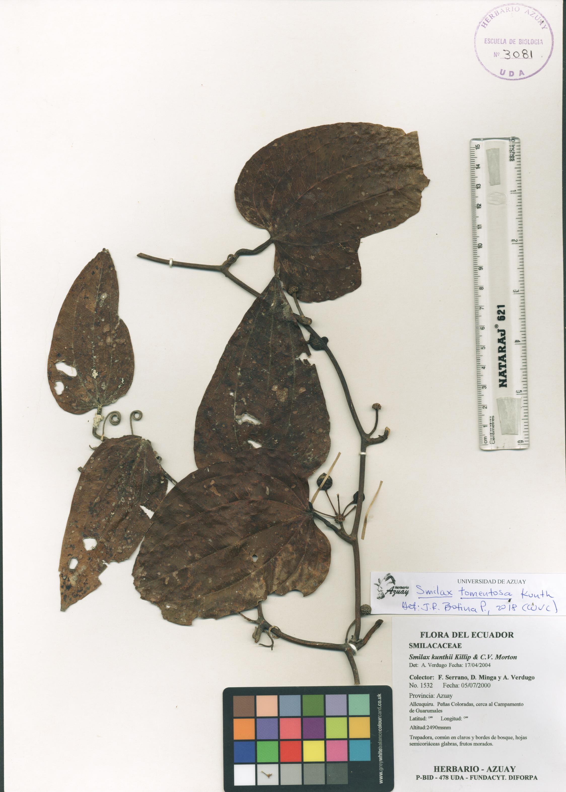 Smilax tomentosa Kunth