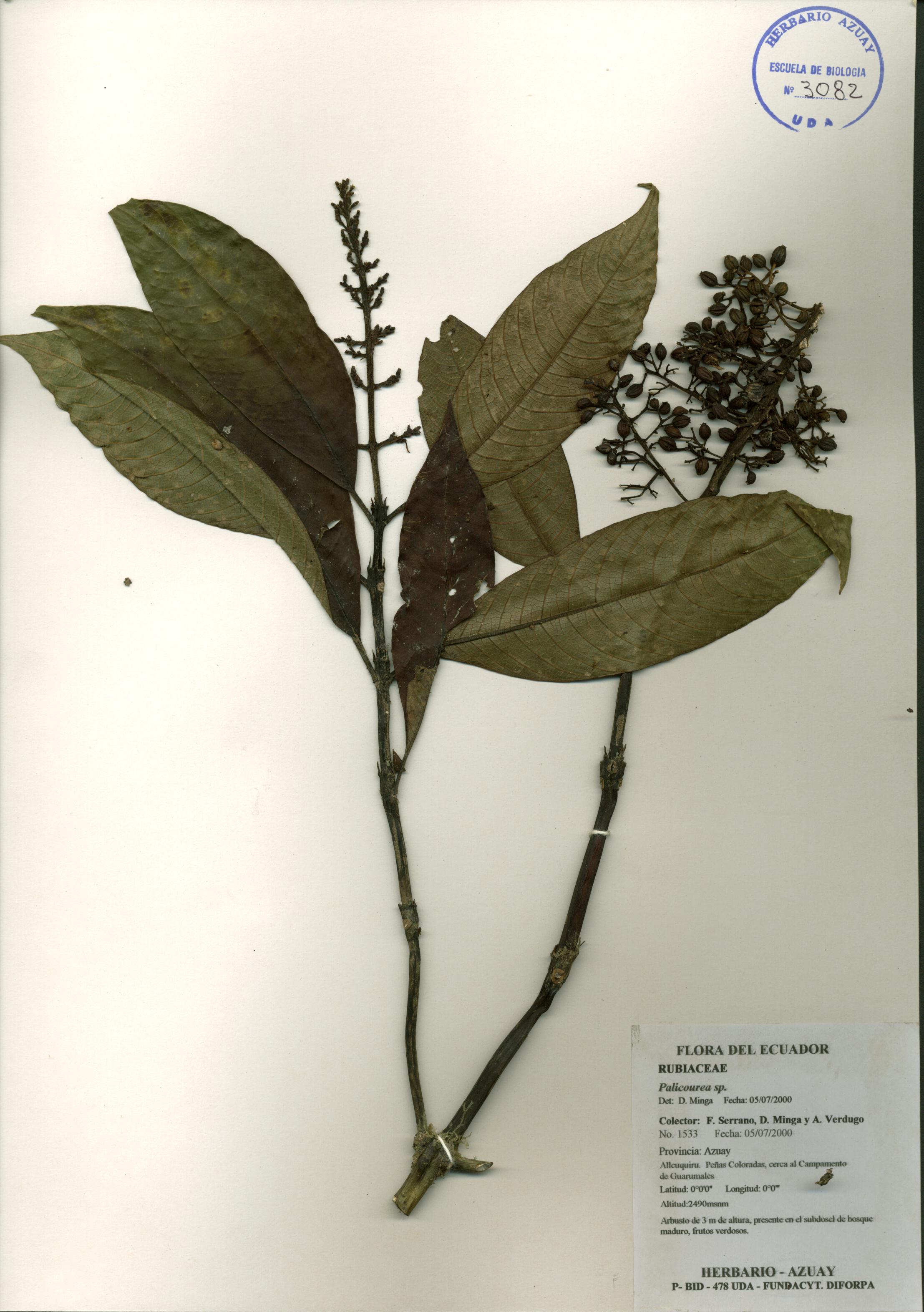 Palicourea sp. SIN DETERMINAR