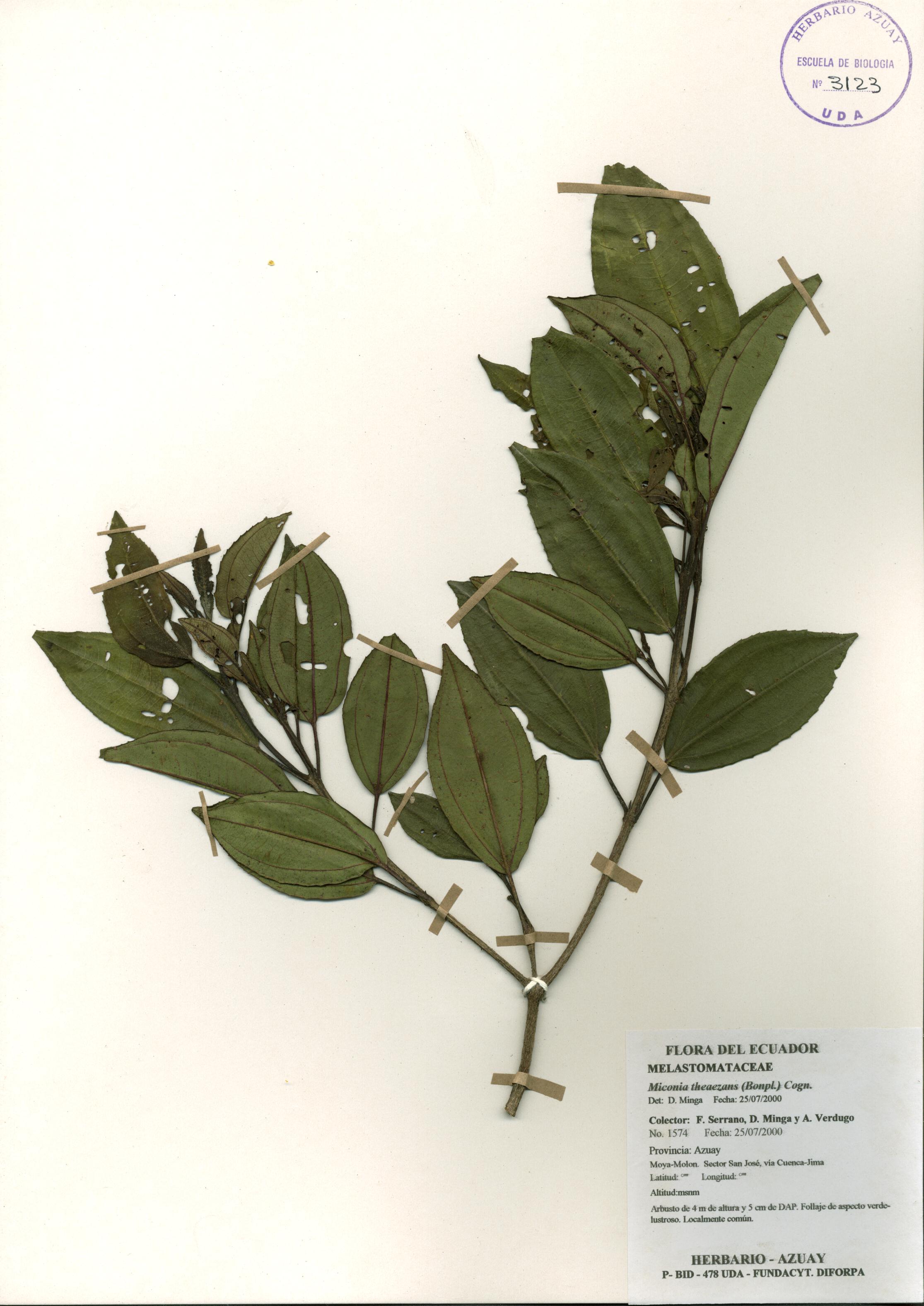 Miconia theaezans (Bonpl.) Cogn.