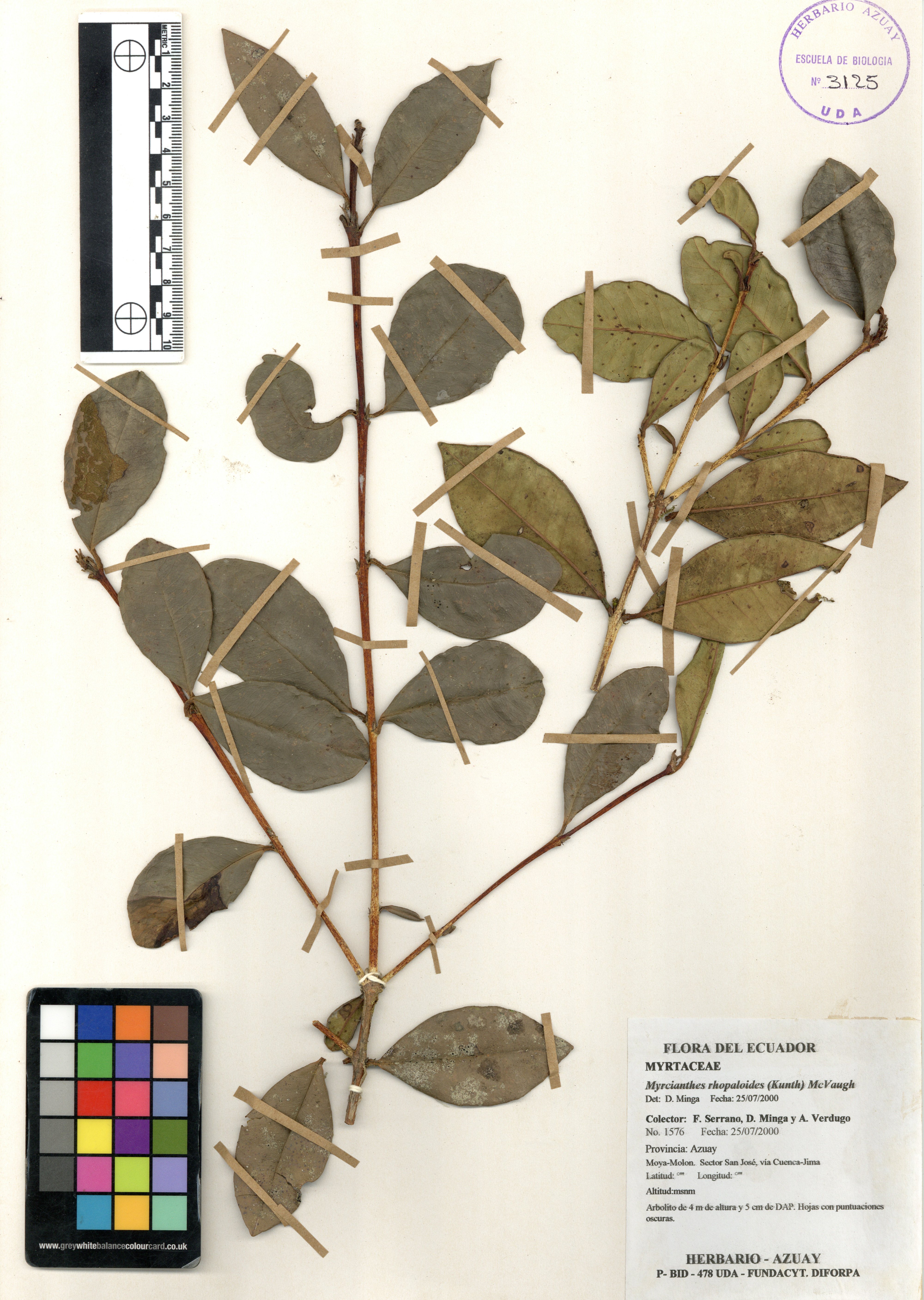 Myrcianthes rhopaloides (Kunth) McVaugh