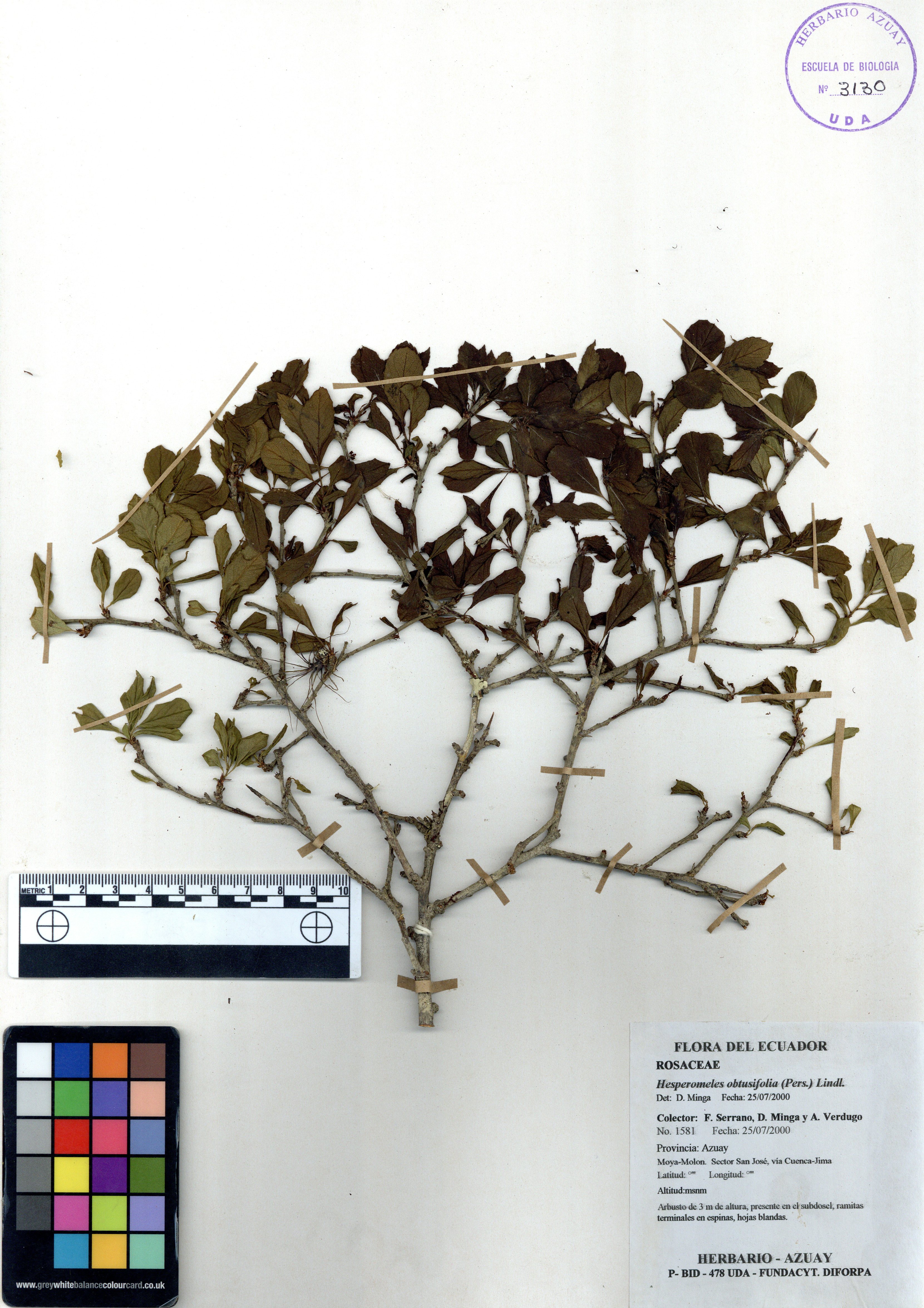 Hesperomeles obtusifolia (Pers.) Lindl.