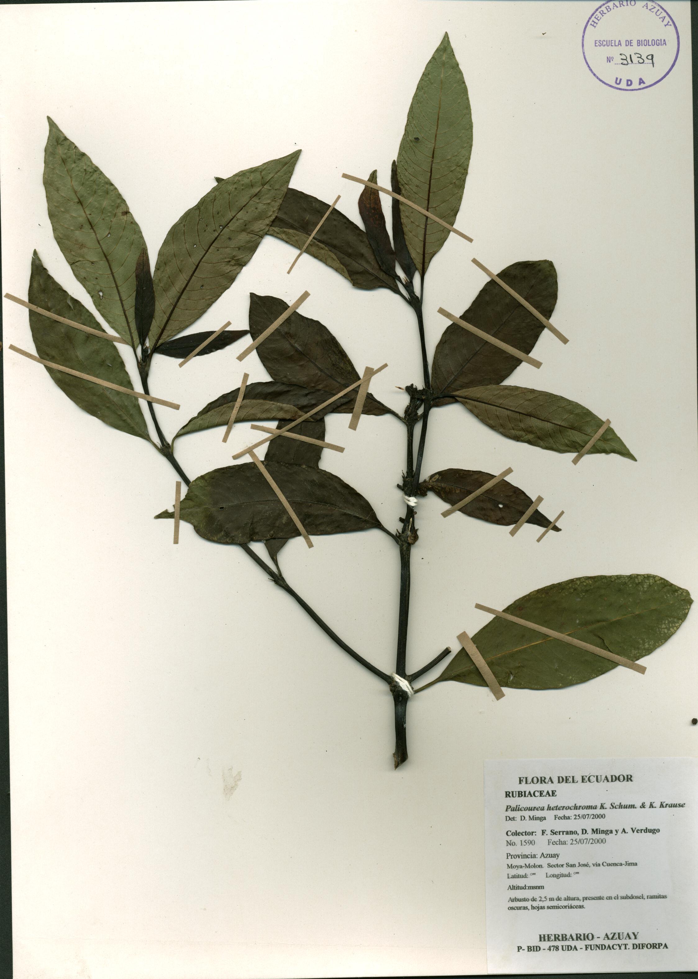Palicourea heterochroma K. Schum. & K. Krause