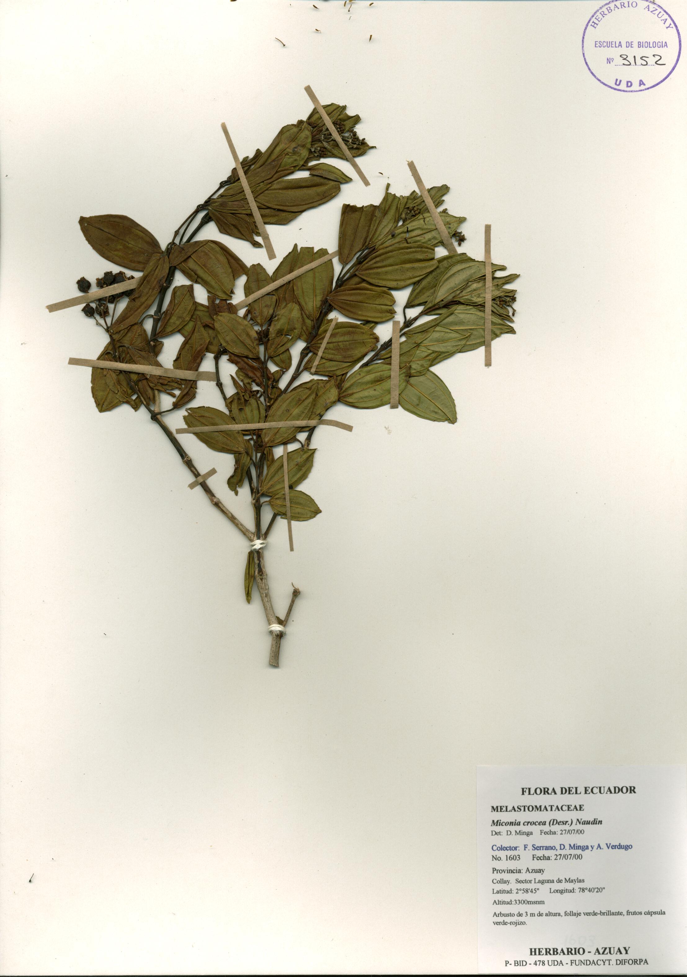Miconia crocea (Desr.) Naudin.