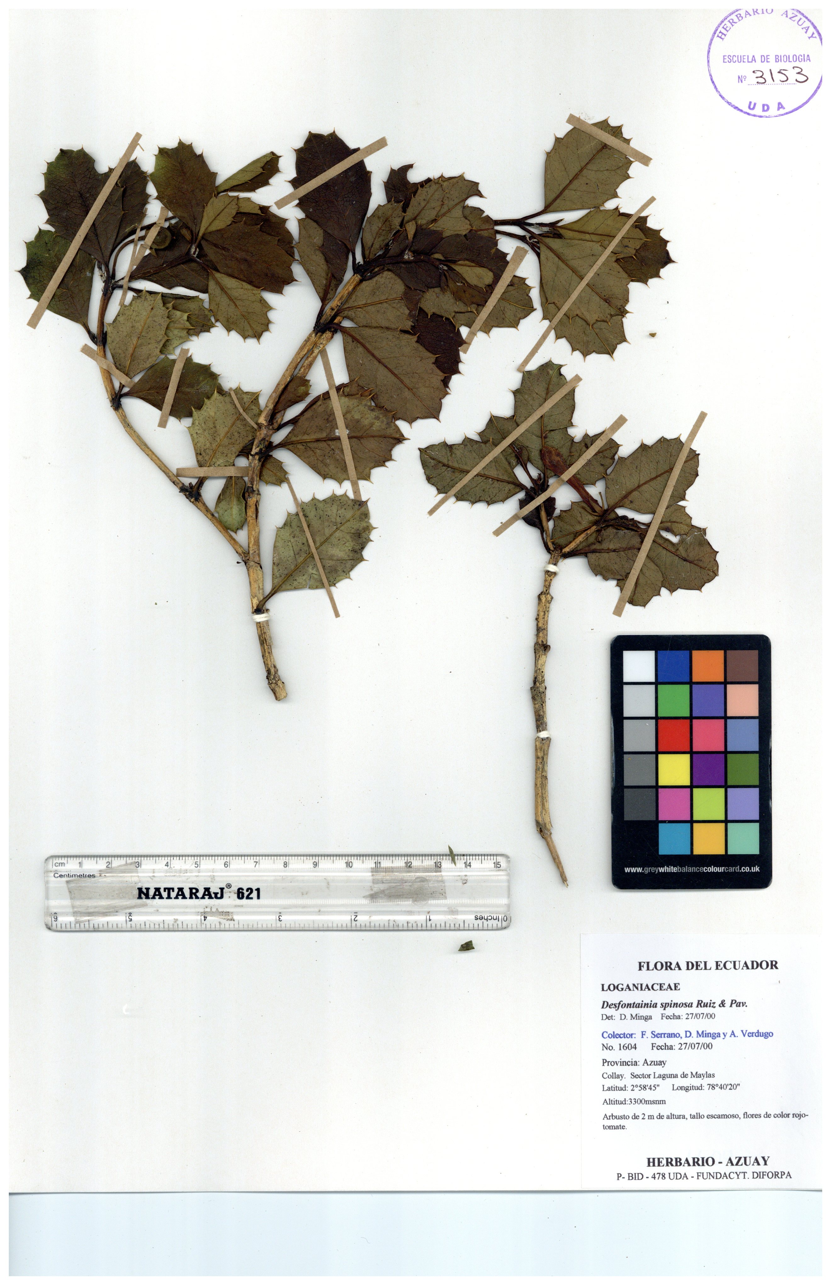Desfontainia spinosa Ruiz & Pav.