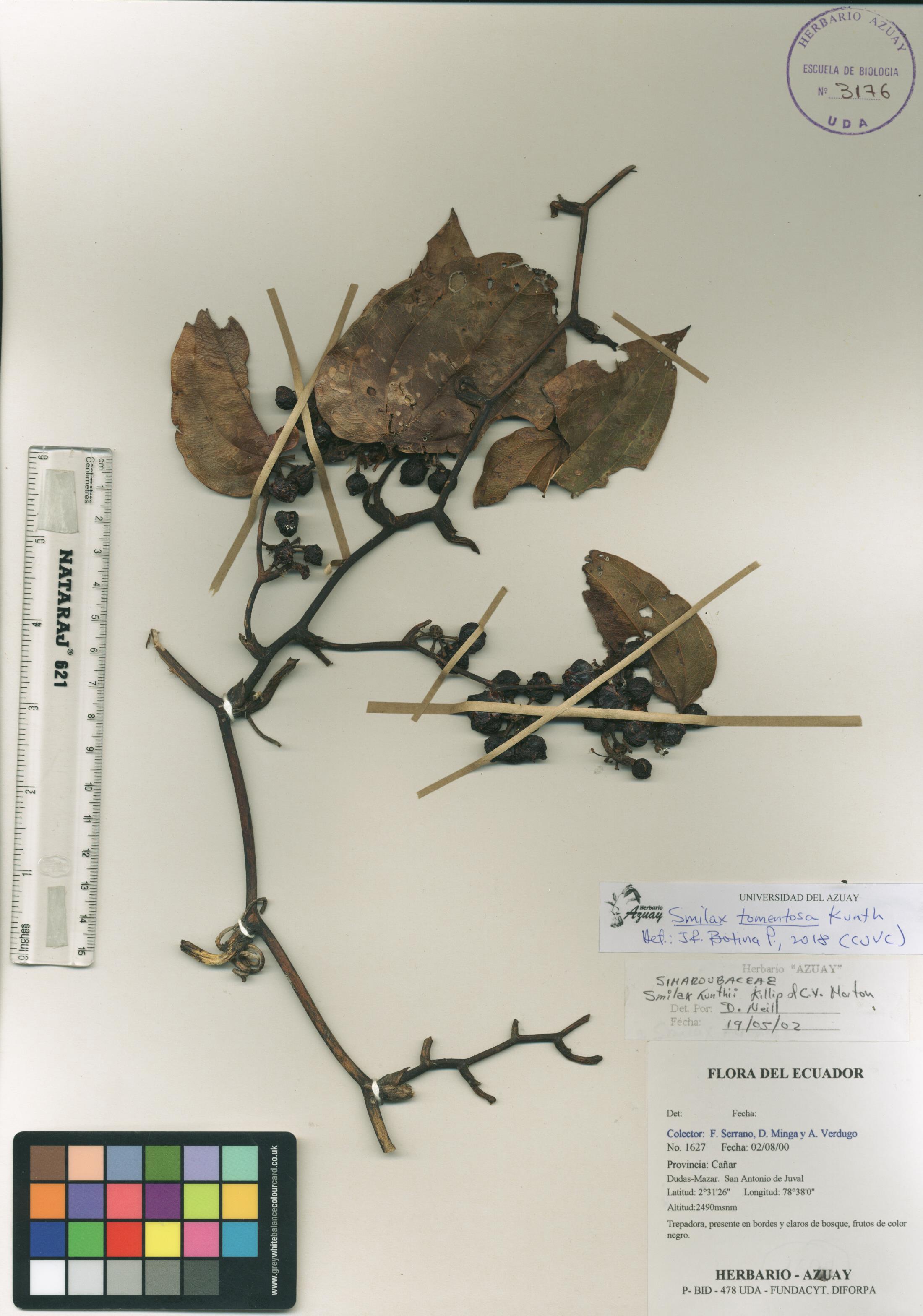 Smilax tomentosa Kunth