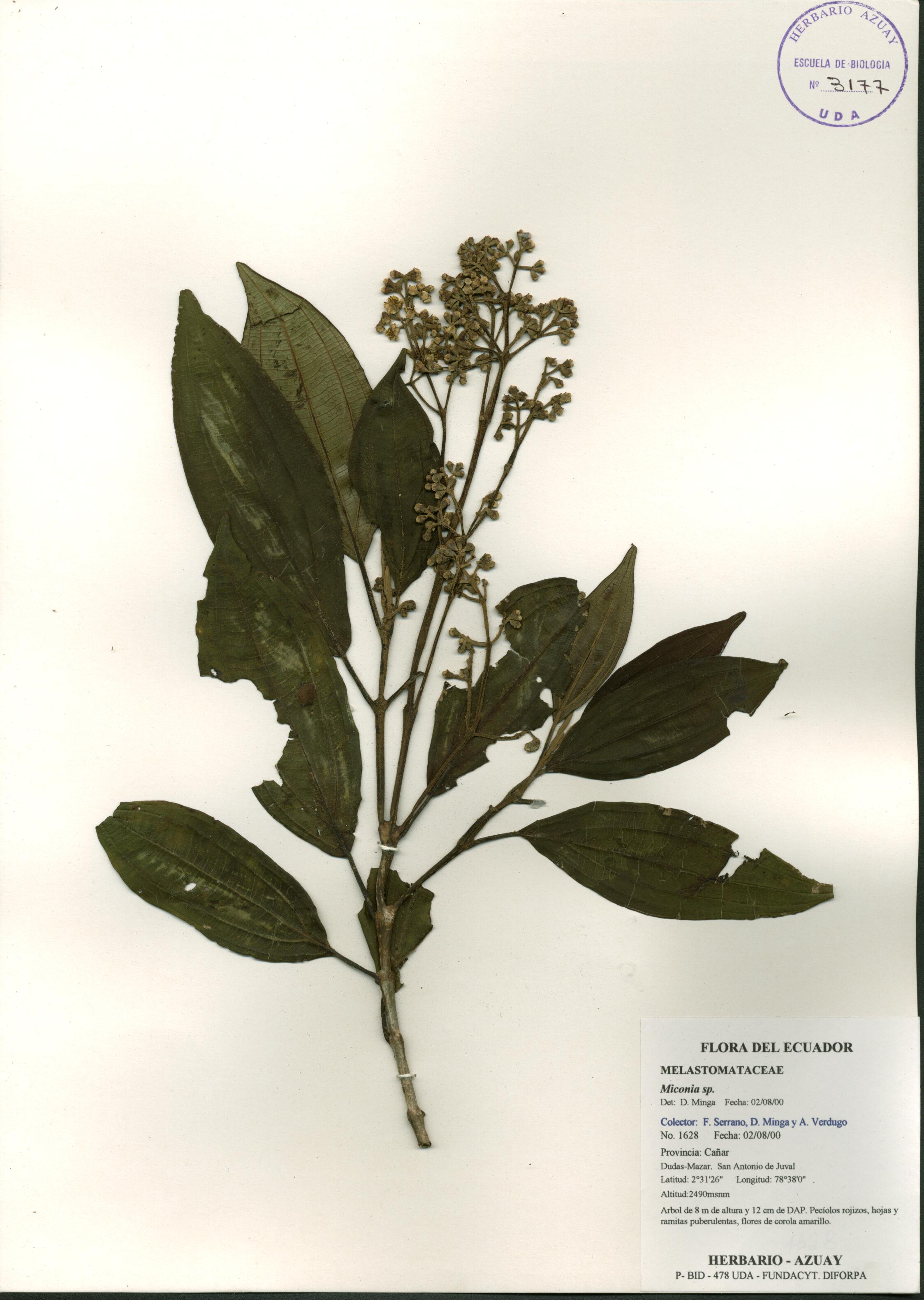 Miconia sp. SIN DETERMINAR