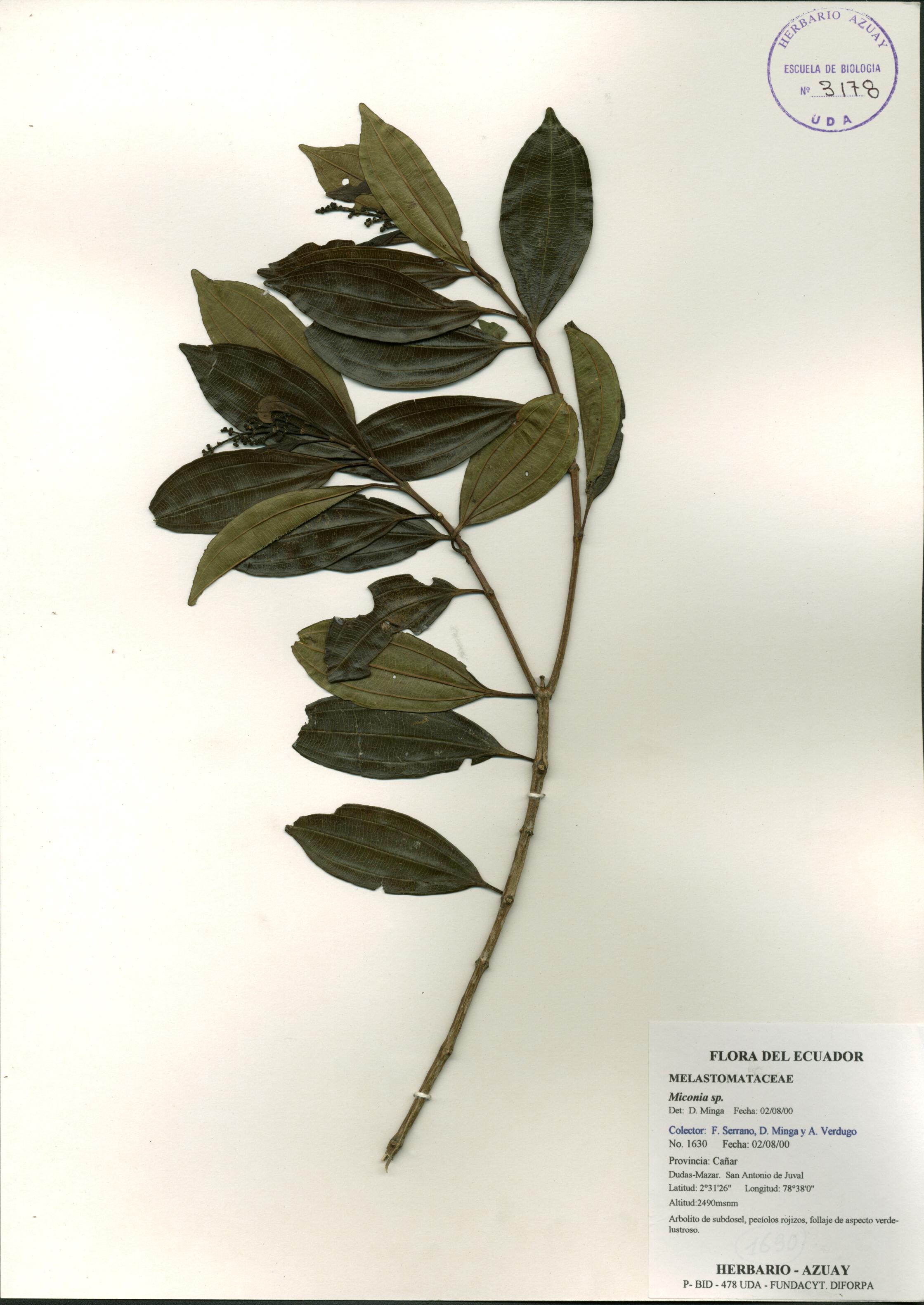 Miconia sp. SIN DETERMINAR