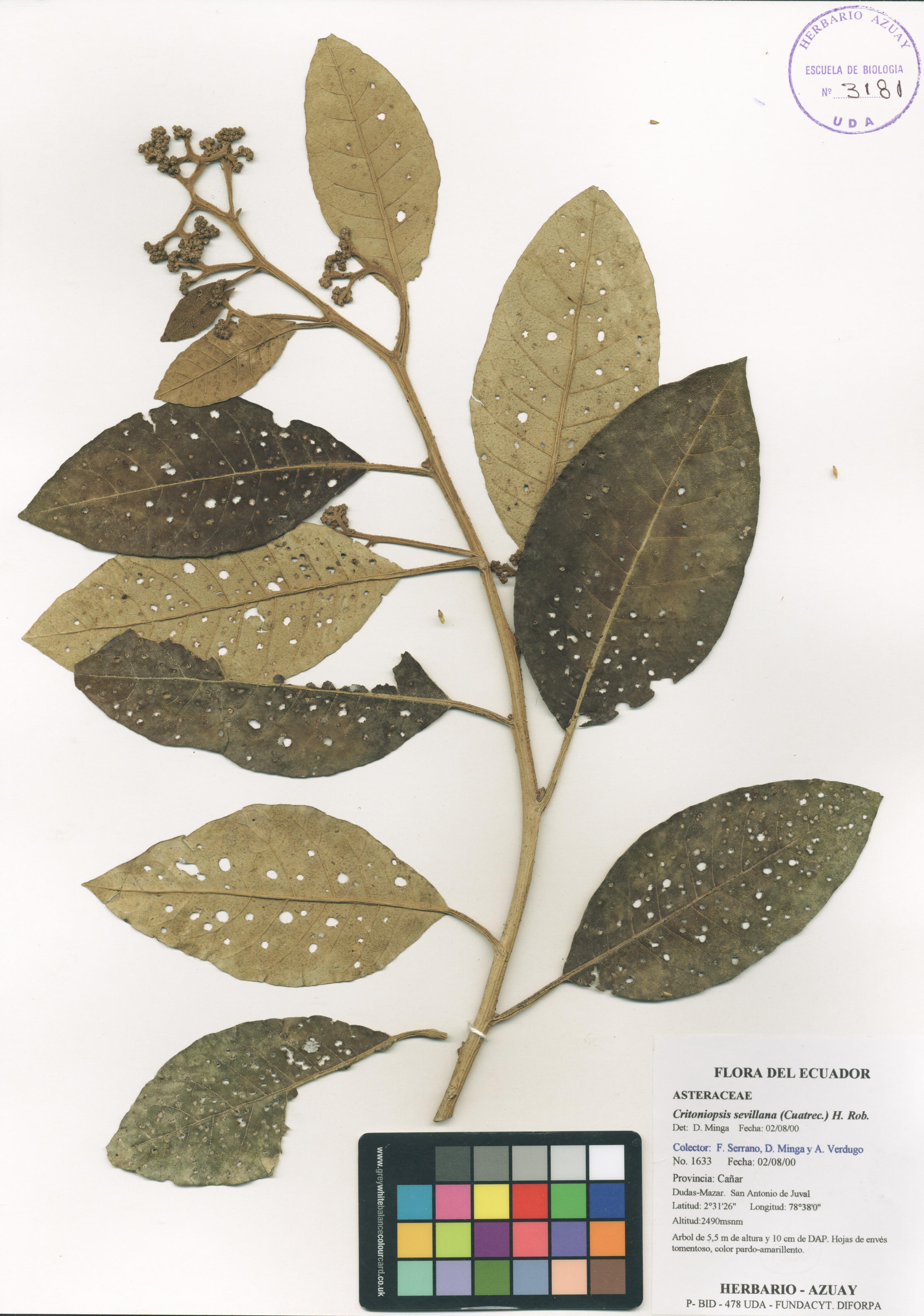 Critoniopsis sevillana (Cuatrec.) H. Rob.
