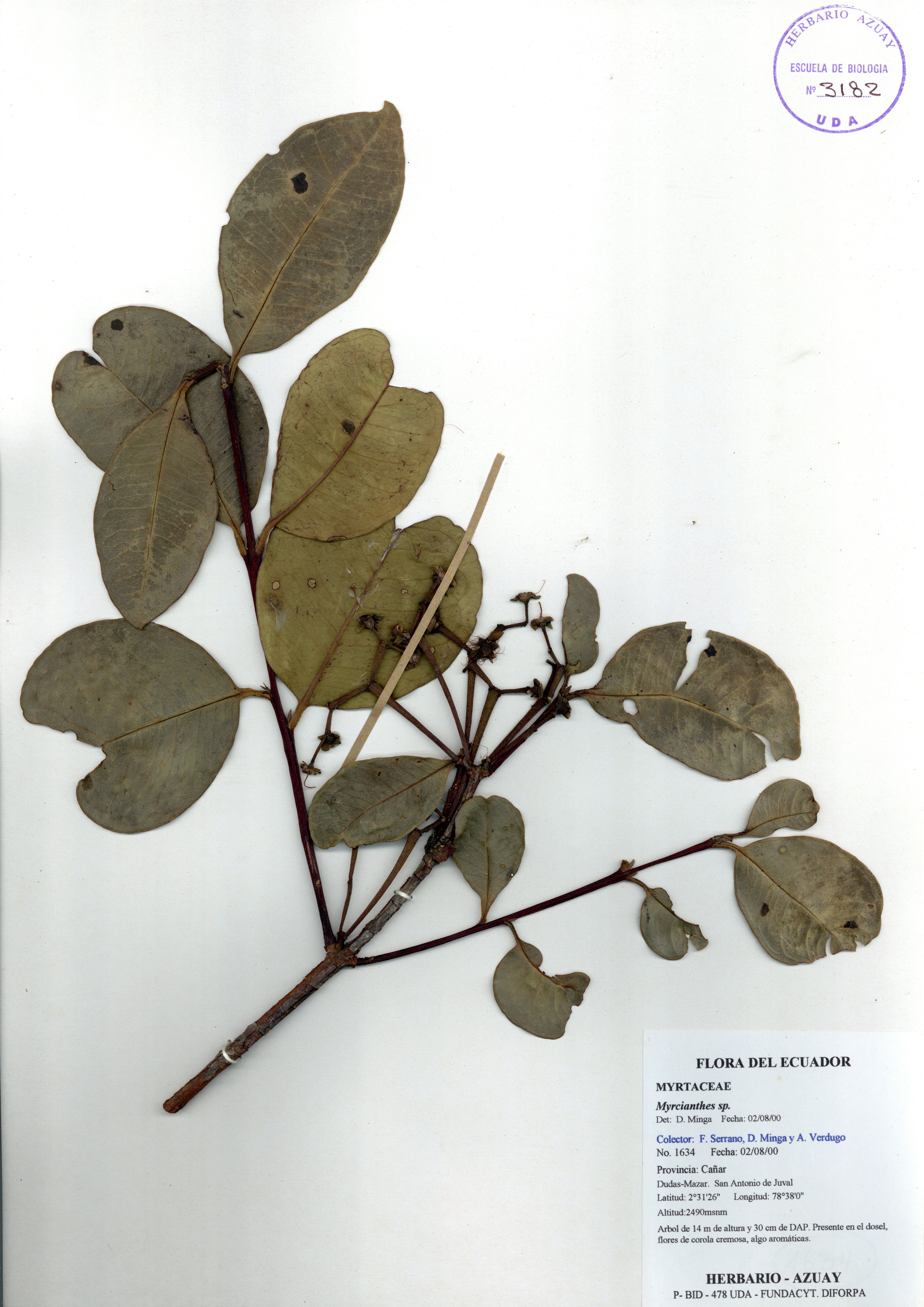 Myrcianthes sp. SIN DETERMINAR