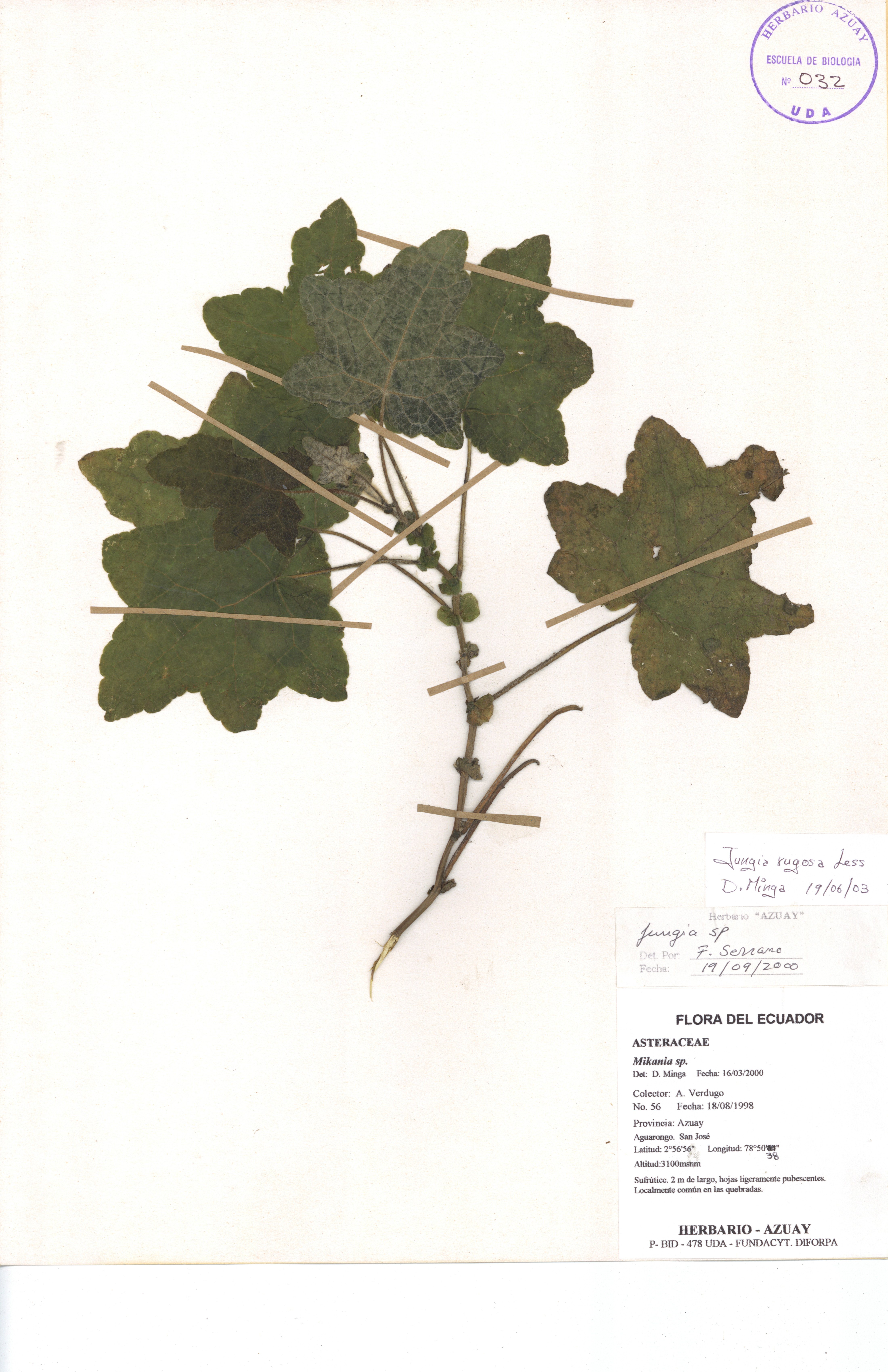 Jungia rugosa Less