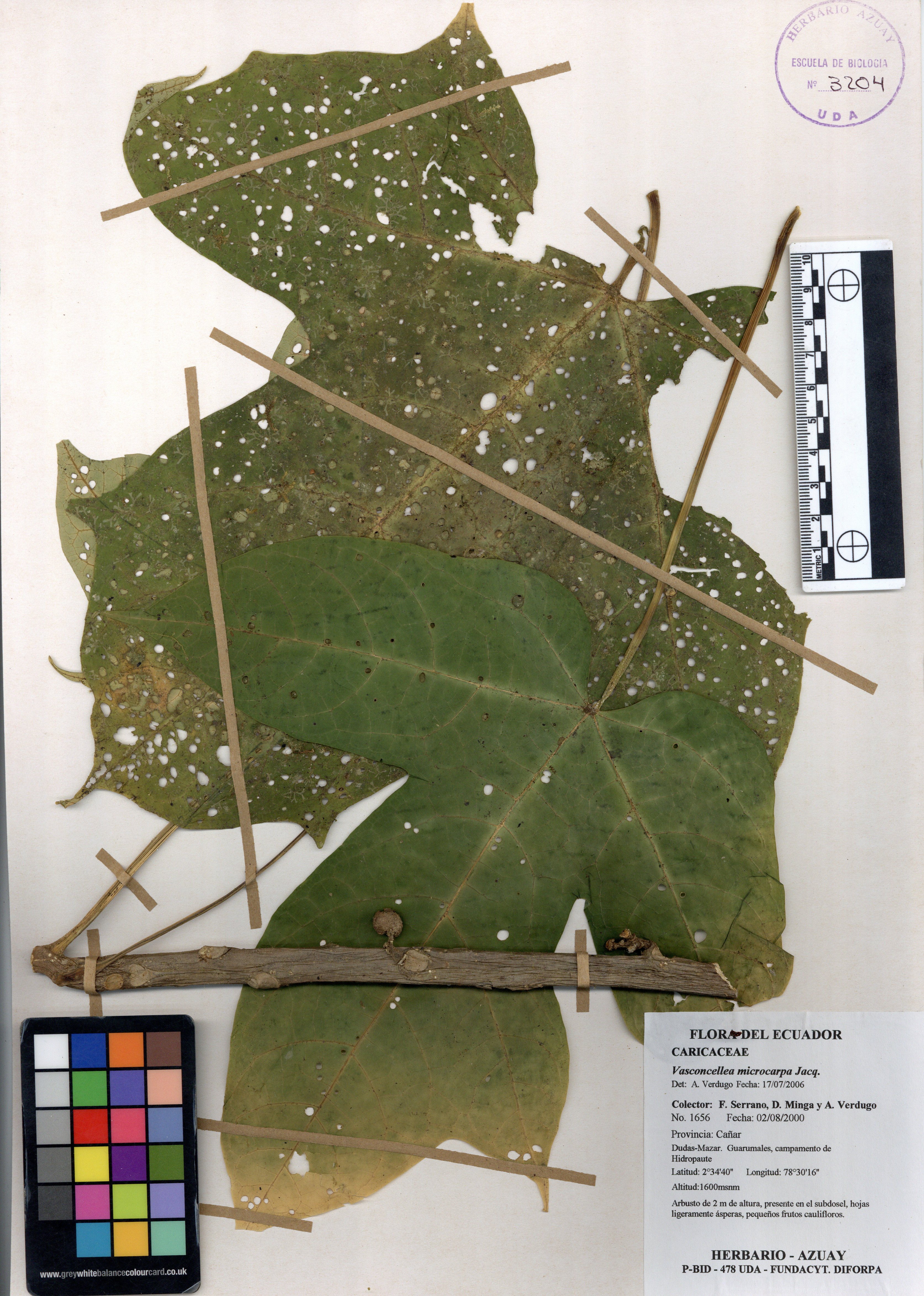 Vasconcellea microcarpa Jacq.