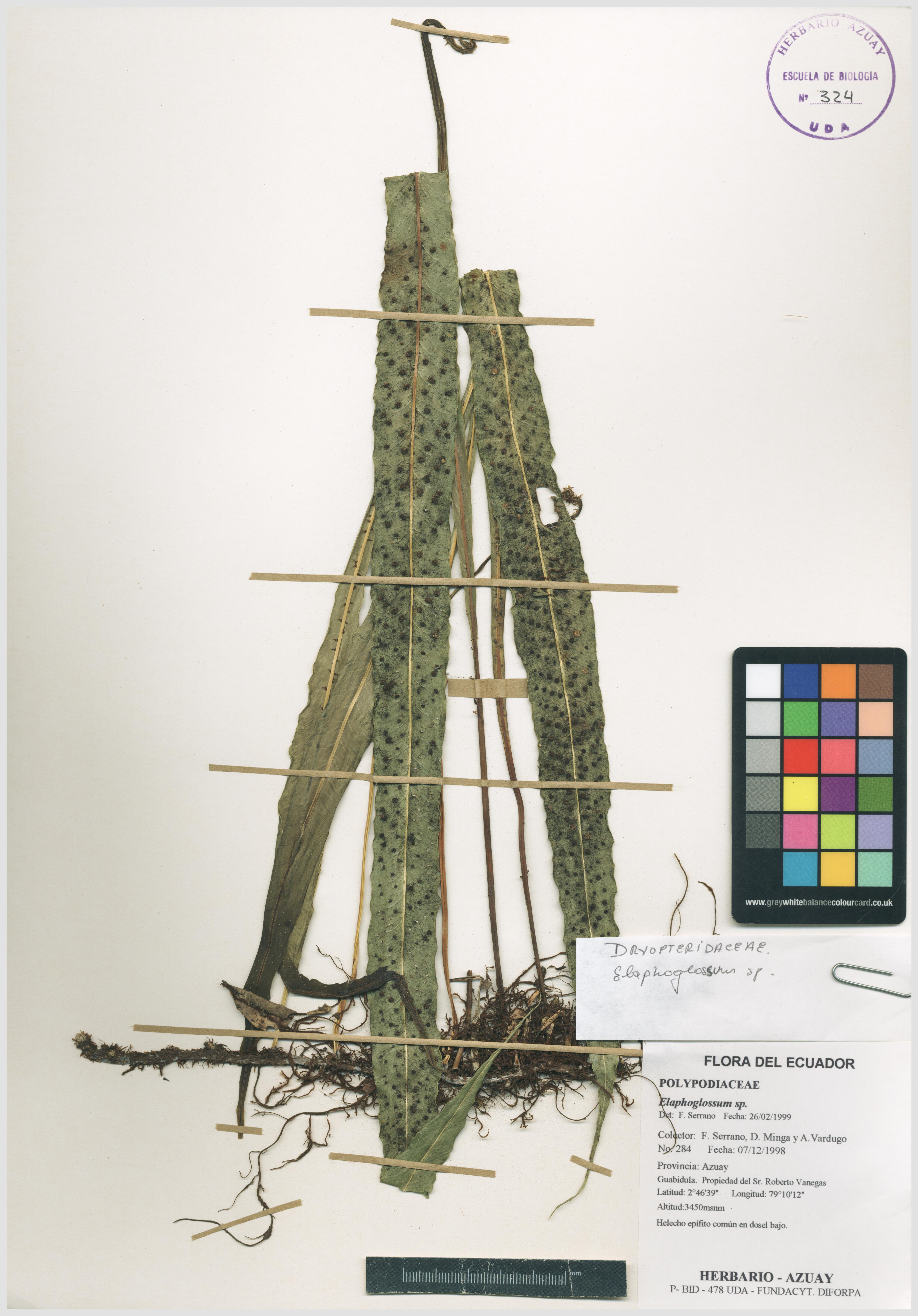Elaphoglossum sp. SIN DETERMINAR