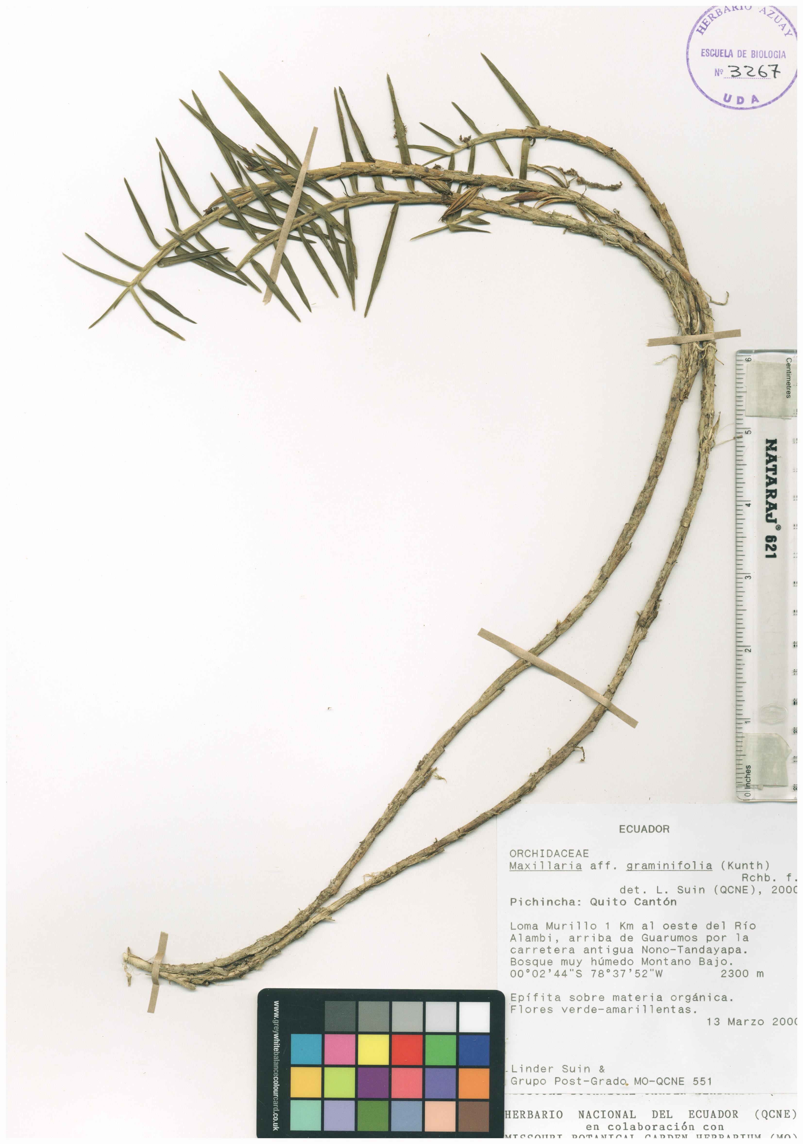Maxillaria graminifolia (Kunth) Rchb. f.